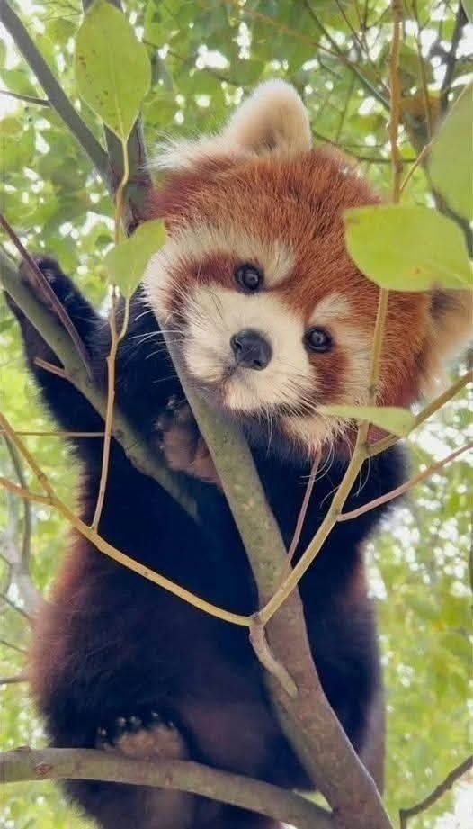 Sponsored Wilmslow Litter Picking to Save Red Pandas campaign photo, 2 of 8