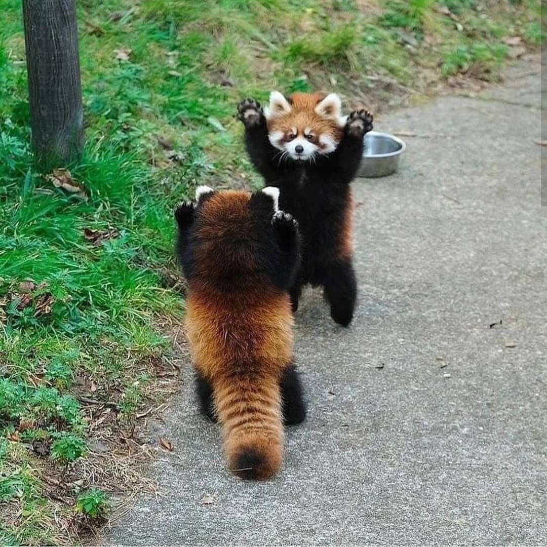 Sponsored Wilmslow Litter Picking to Save Red Pandas campaign photo, 6 of 8