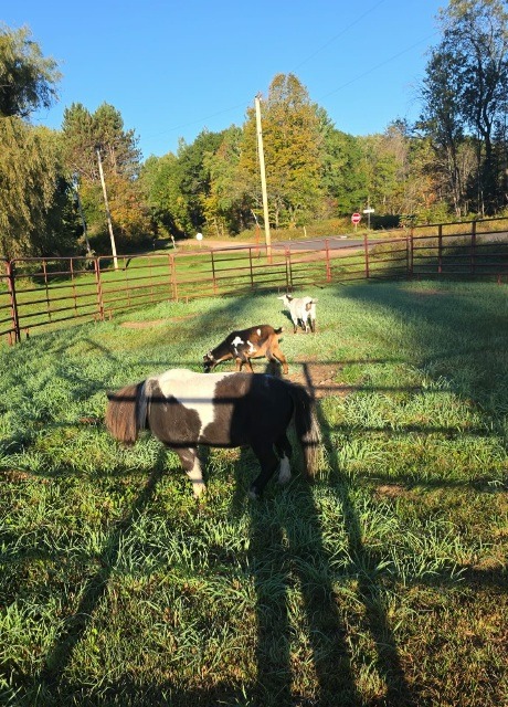 Support after devastating barn loss campaign photo, 2 of 5
