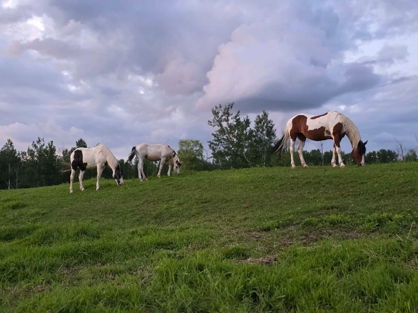 Support after devastating barn loss campaign photo, 4 of 5