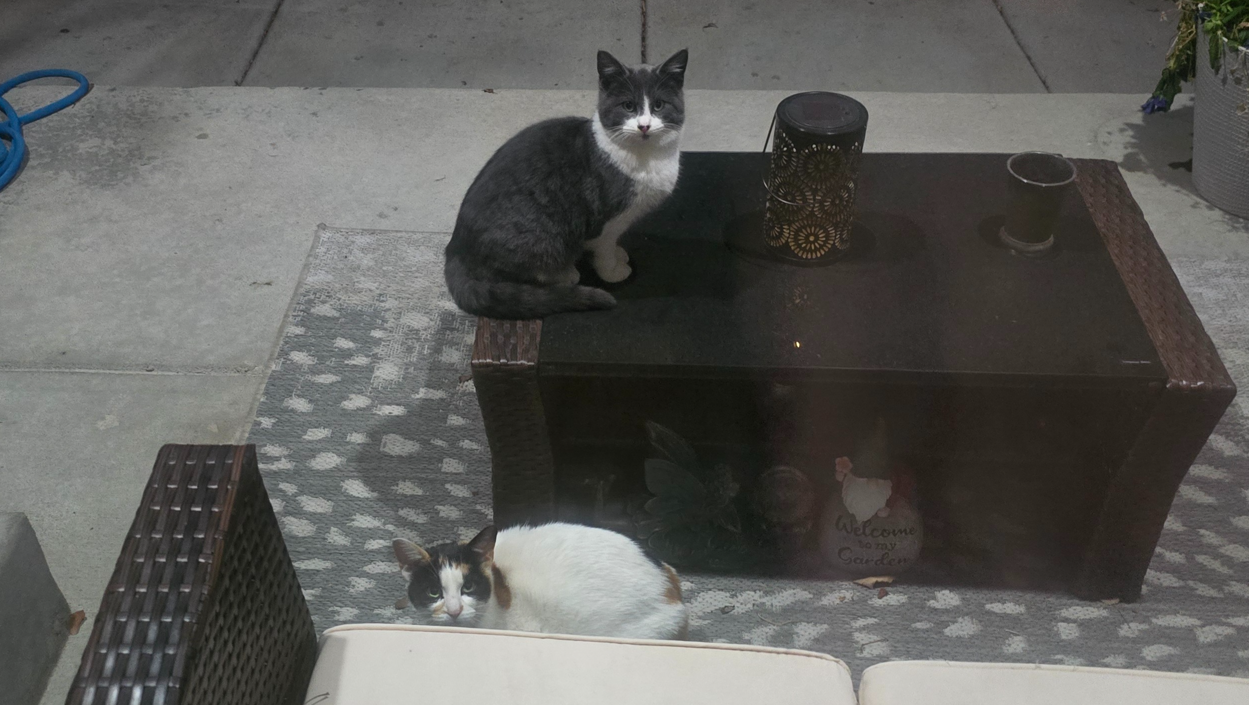 Help Spay Rescued Cats and Find Their Forever Home photo