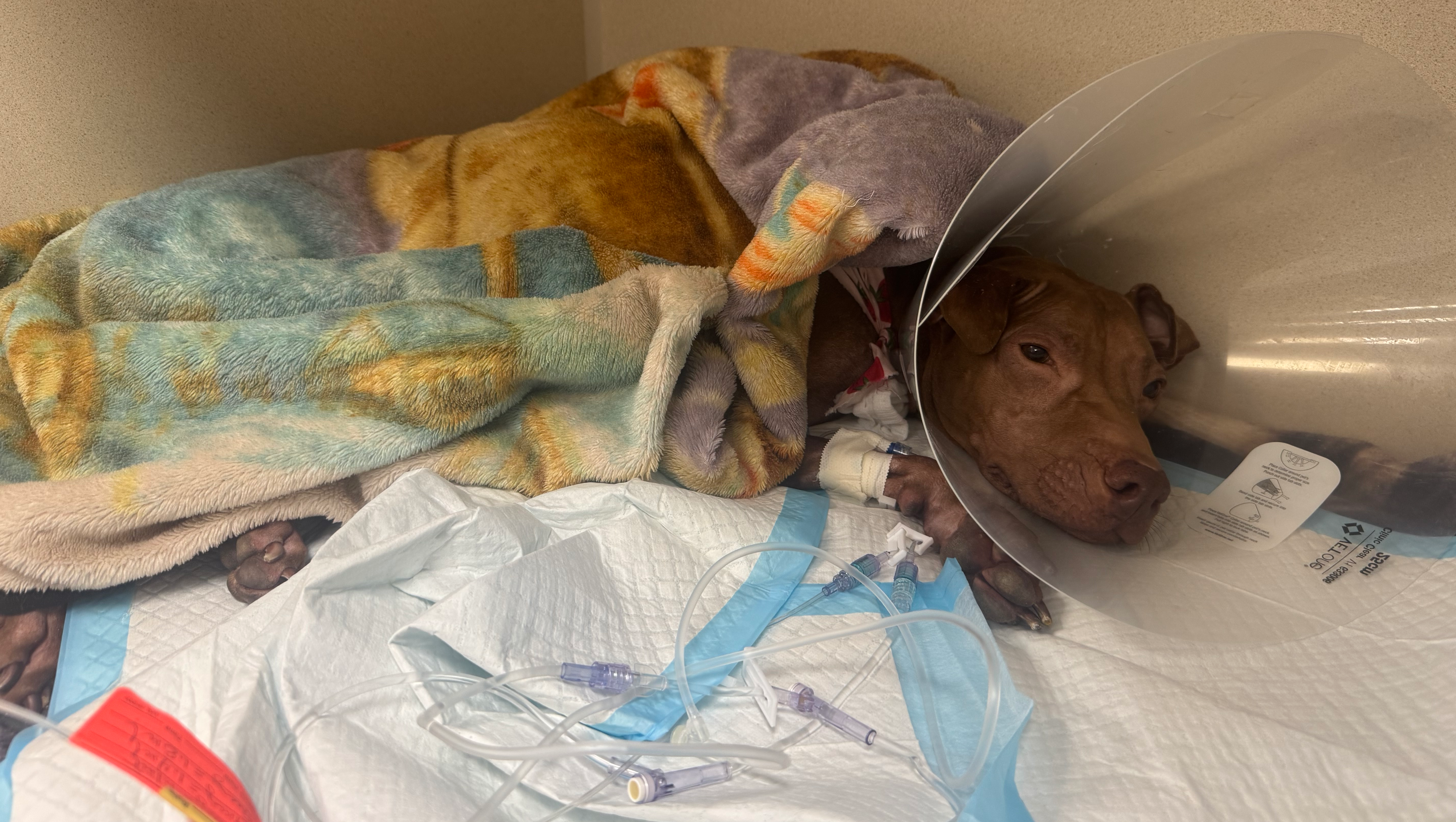 Support Kahlua’s surgery & recovery care photo