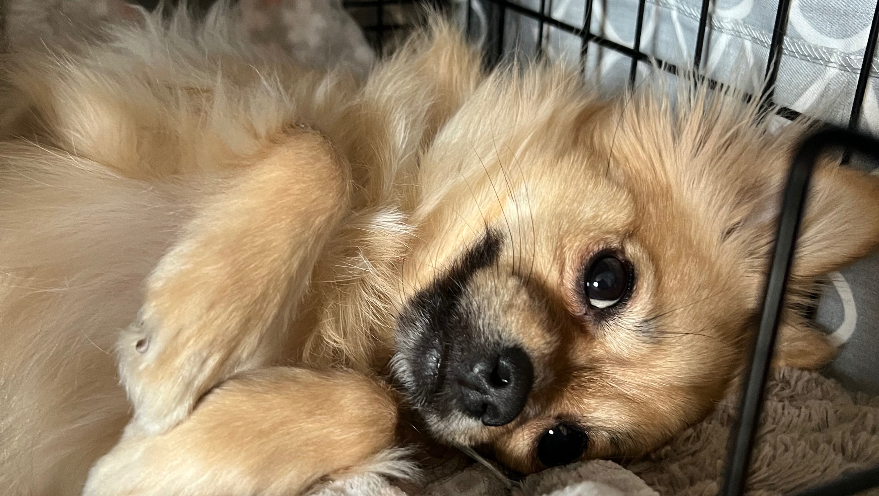 Help Flora Get the Surgery She Needs photo