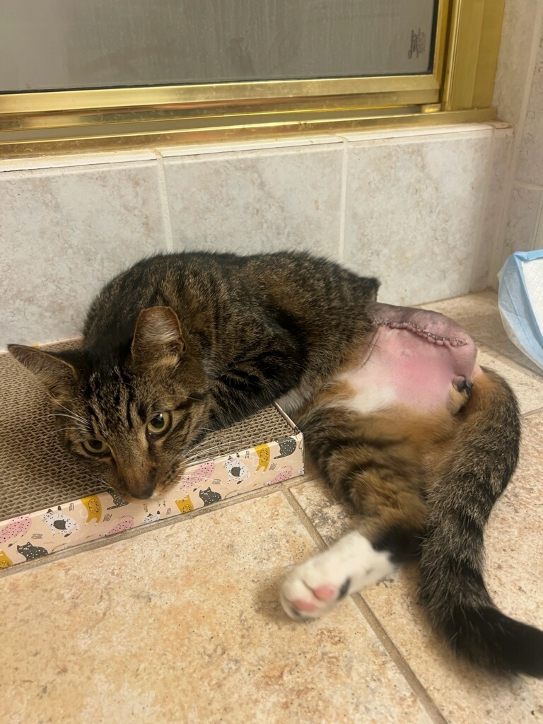 Help Jackie Cover Emergency Vet Bills for a Rescued Cat campaign photo, 2 of 6