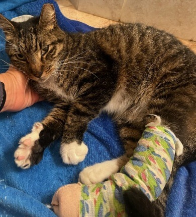 Help Jackie Cover Emergency Vet Bills for a Rescued Cat campaign photo, 5 of 6