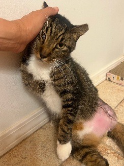 Help Jackie Cover Emergency Vet Bills for a Rescued Cat campaign photo, 4 of 6