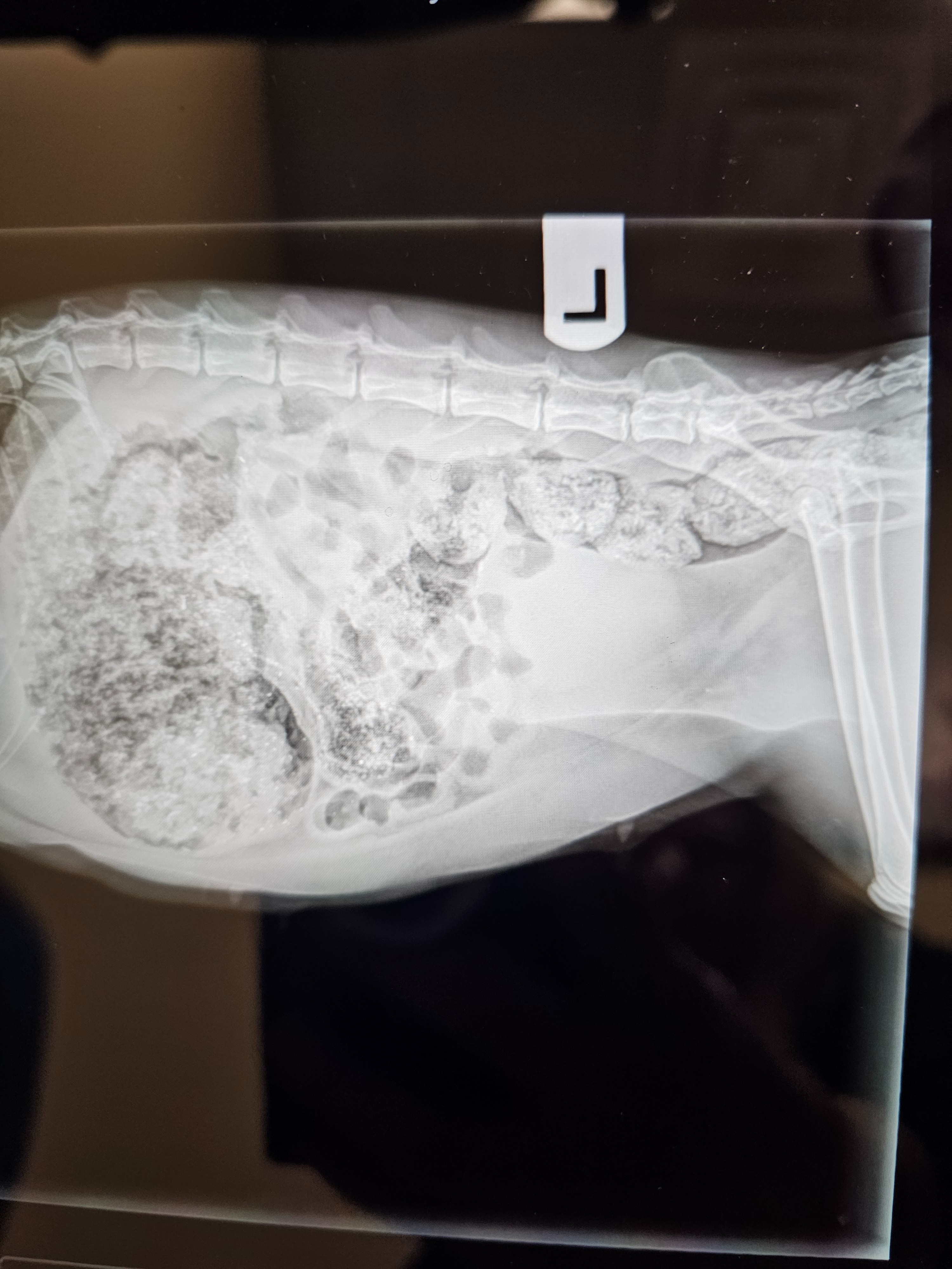 Help Save Libby: Emergency Surgery Needed campaign photo, 7 of 8