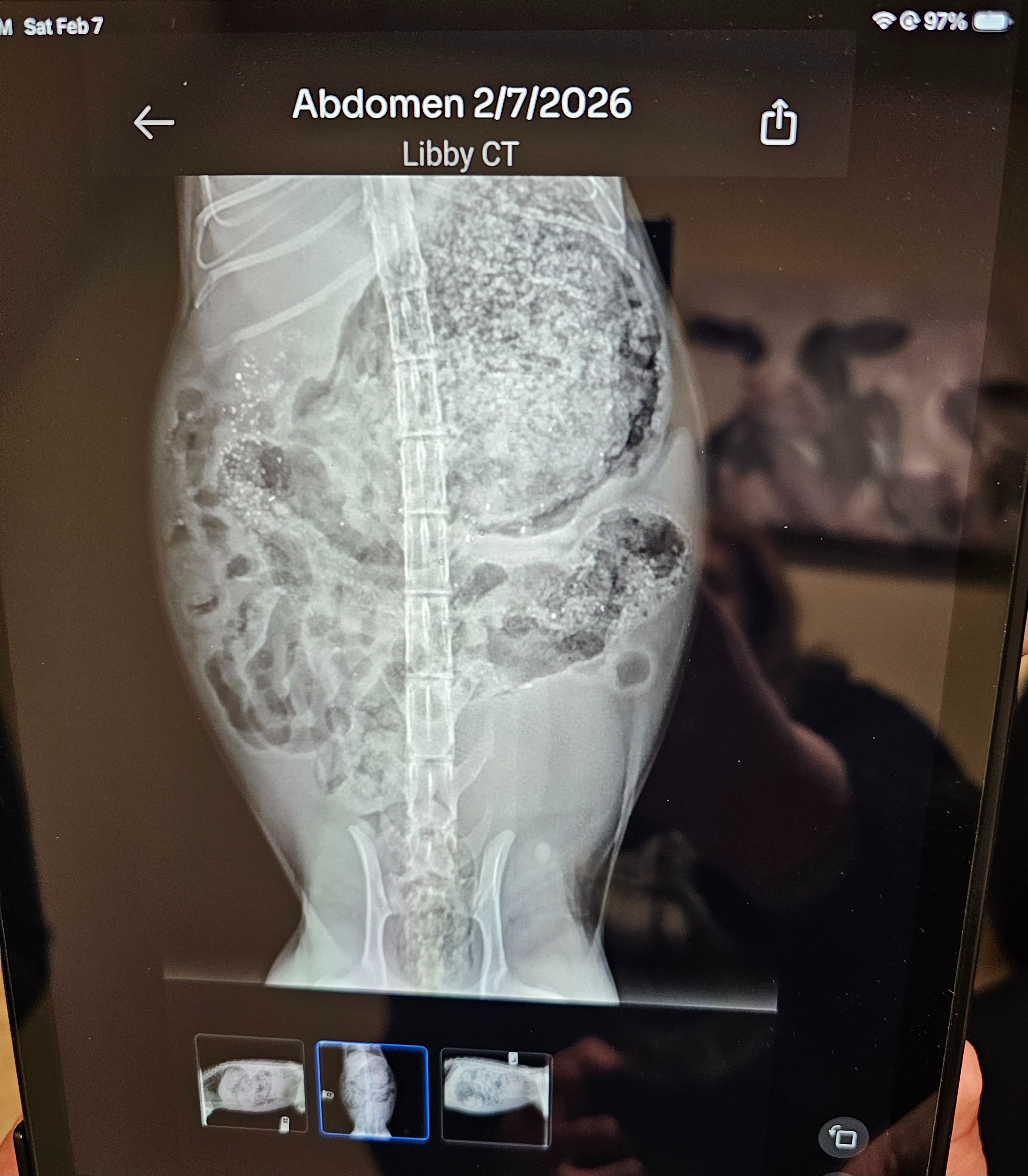 Help Save Libby: Emergency Surgery Needed campaign photo, 2 of 8