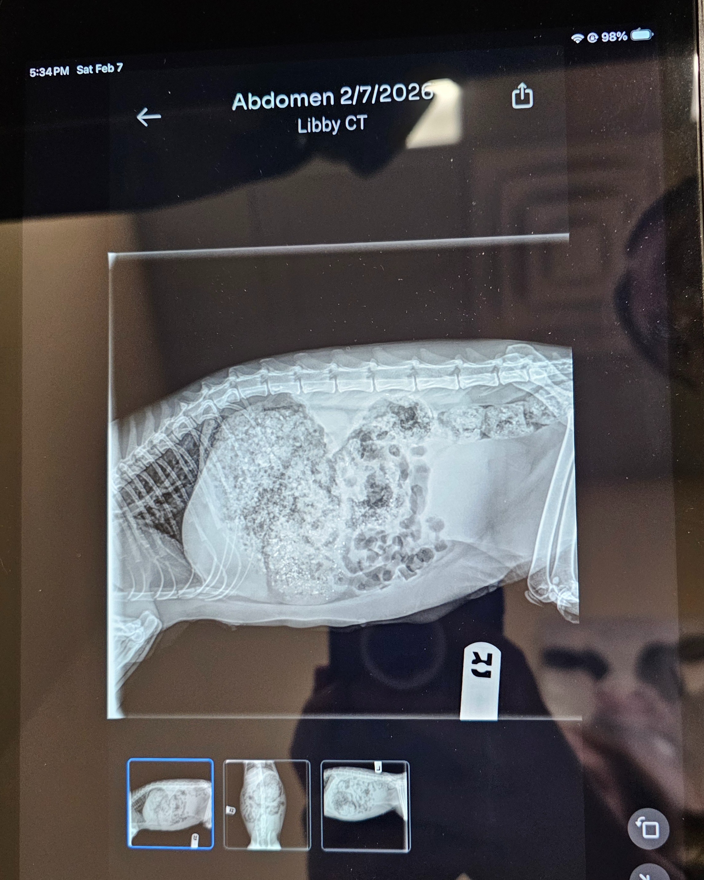 Help Save Libby: Emergency Surgery Needed campaign photo, 4 of 8