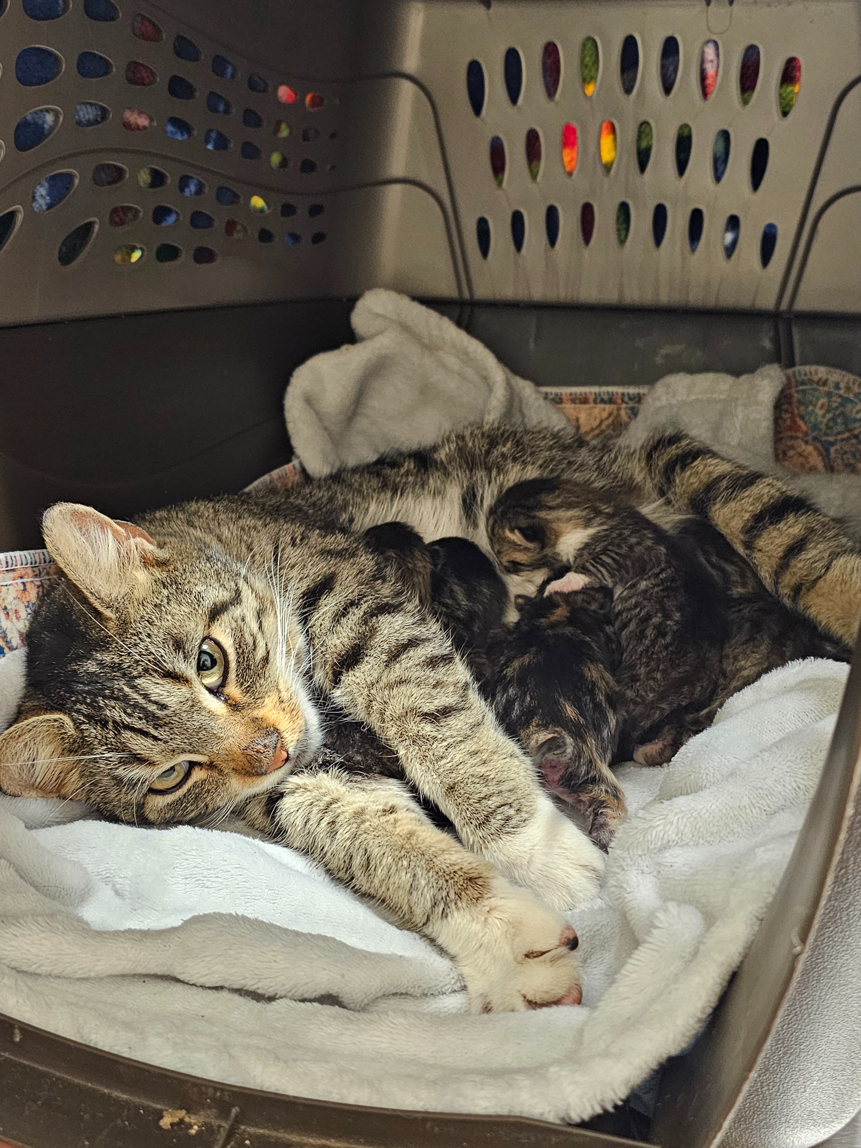 Help Save Libby: Emergency Surgery Needed campaign photo, 5 of 8