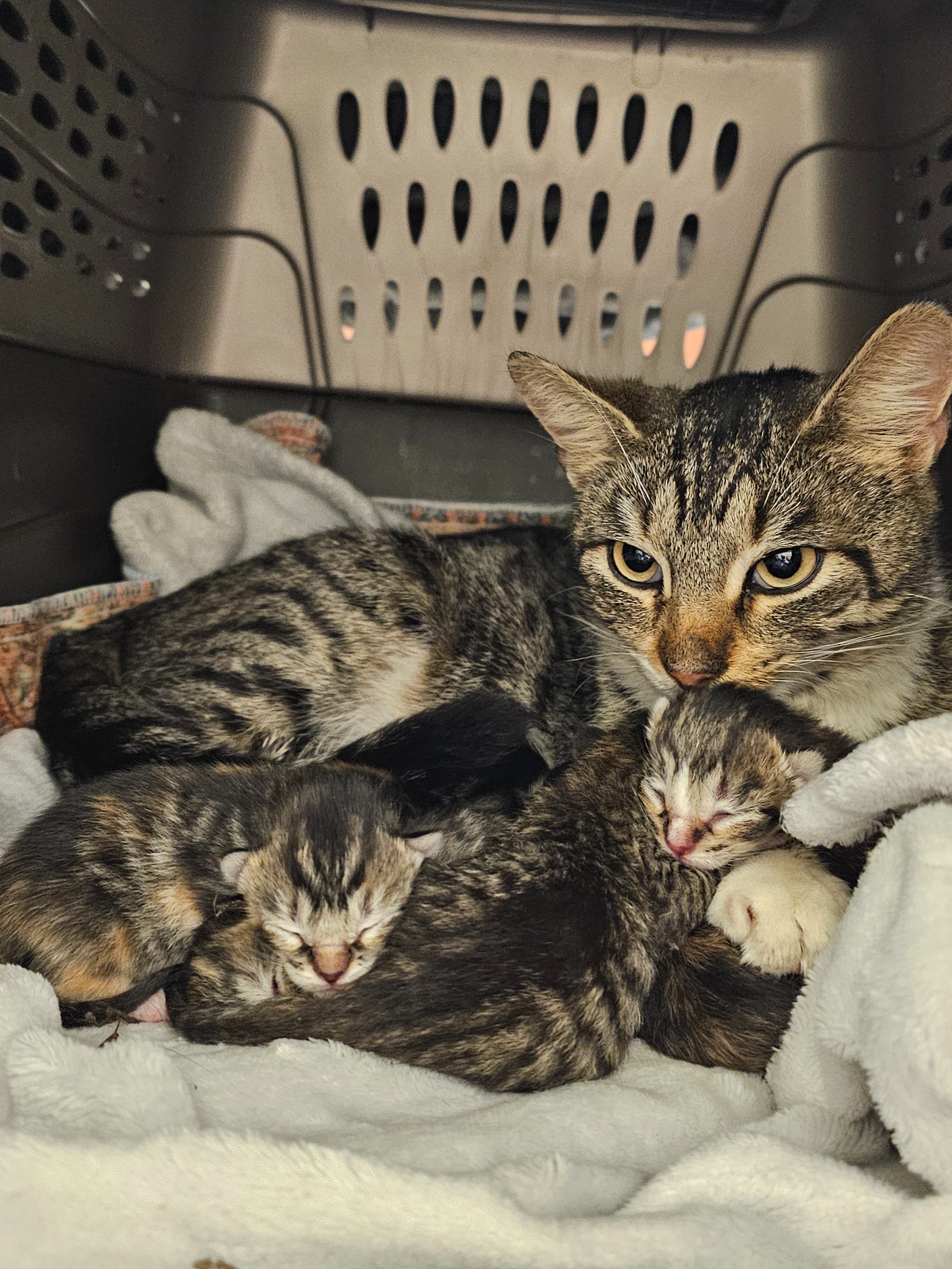 Help Save Libby: Emergency Surgery Needed campaign photo, 6 of 8