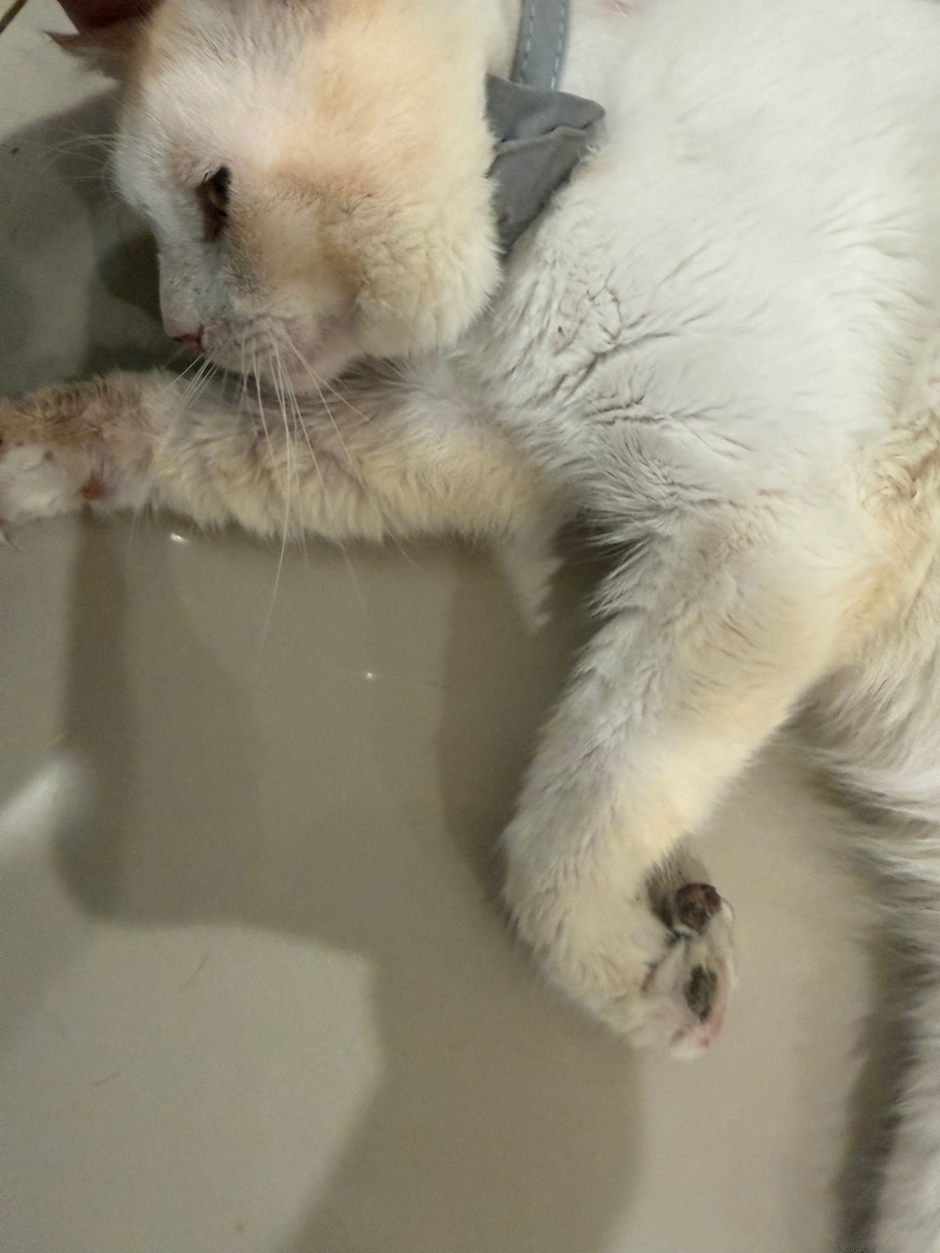 Support Azrieal’s Urgent Veterinary Care campaign photo, 4 of 7
