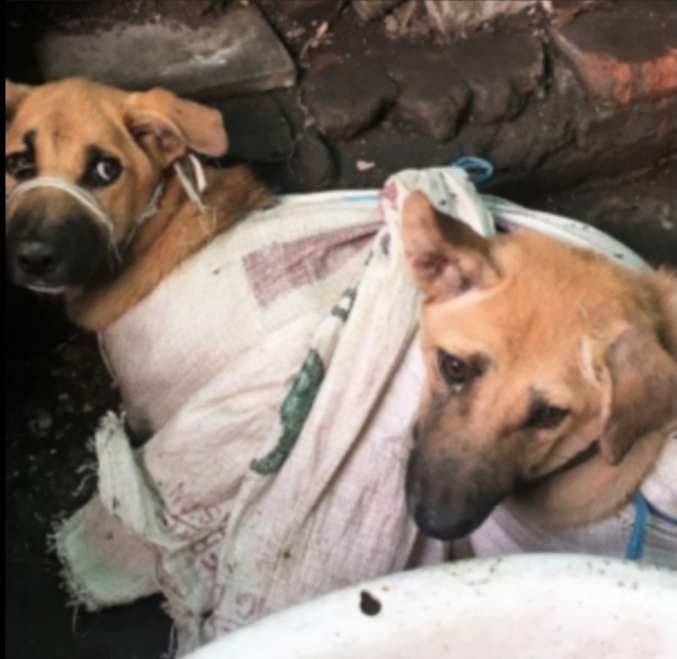 Legal Help for Standing Up for an Abused Dog campaign photo, 4 of 5
