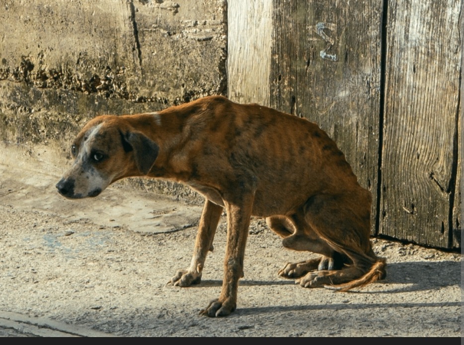 Legal Help for Standing Up for an Abused Dog campaign photo, 2 of 5