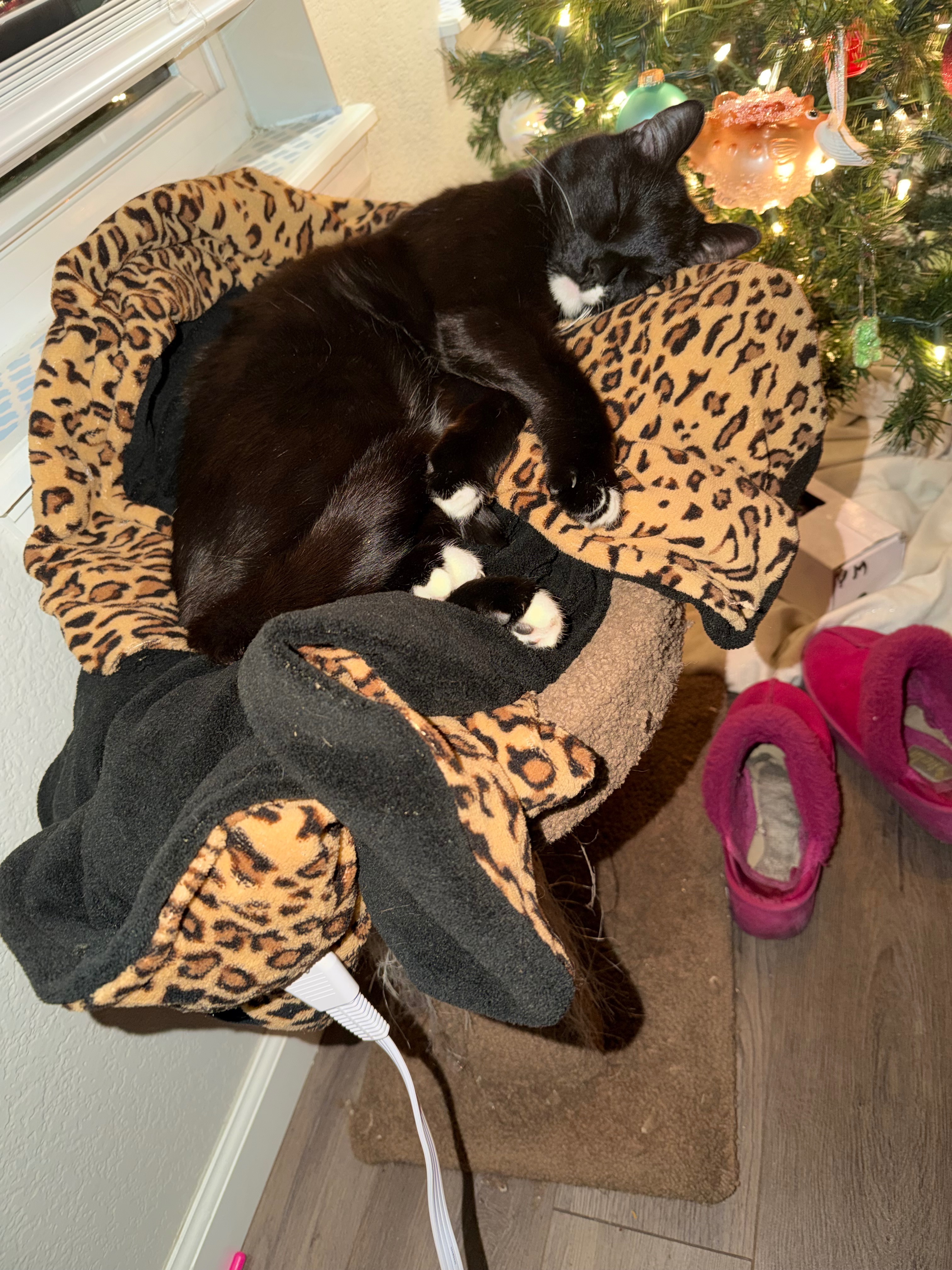 Get Ozzy Back Home and Healthy campaign photo, 4 of 8