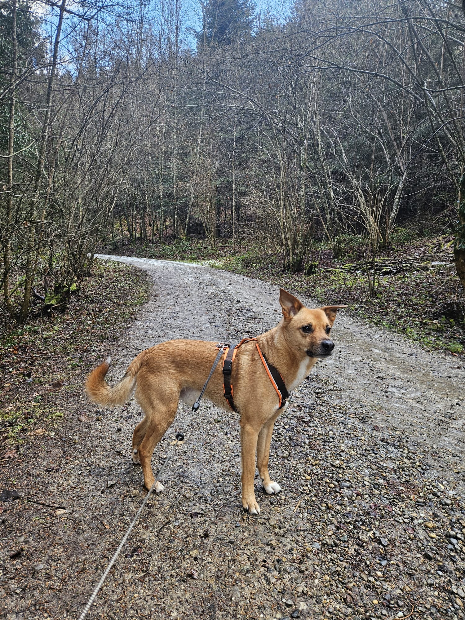 Hilfe bei nicht enden wollenden Tierarztkosten für 4 Hunde campaign photo, 5 of 6
