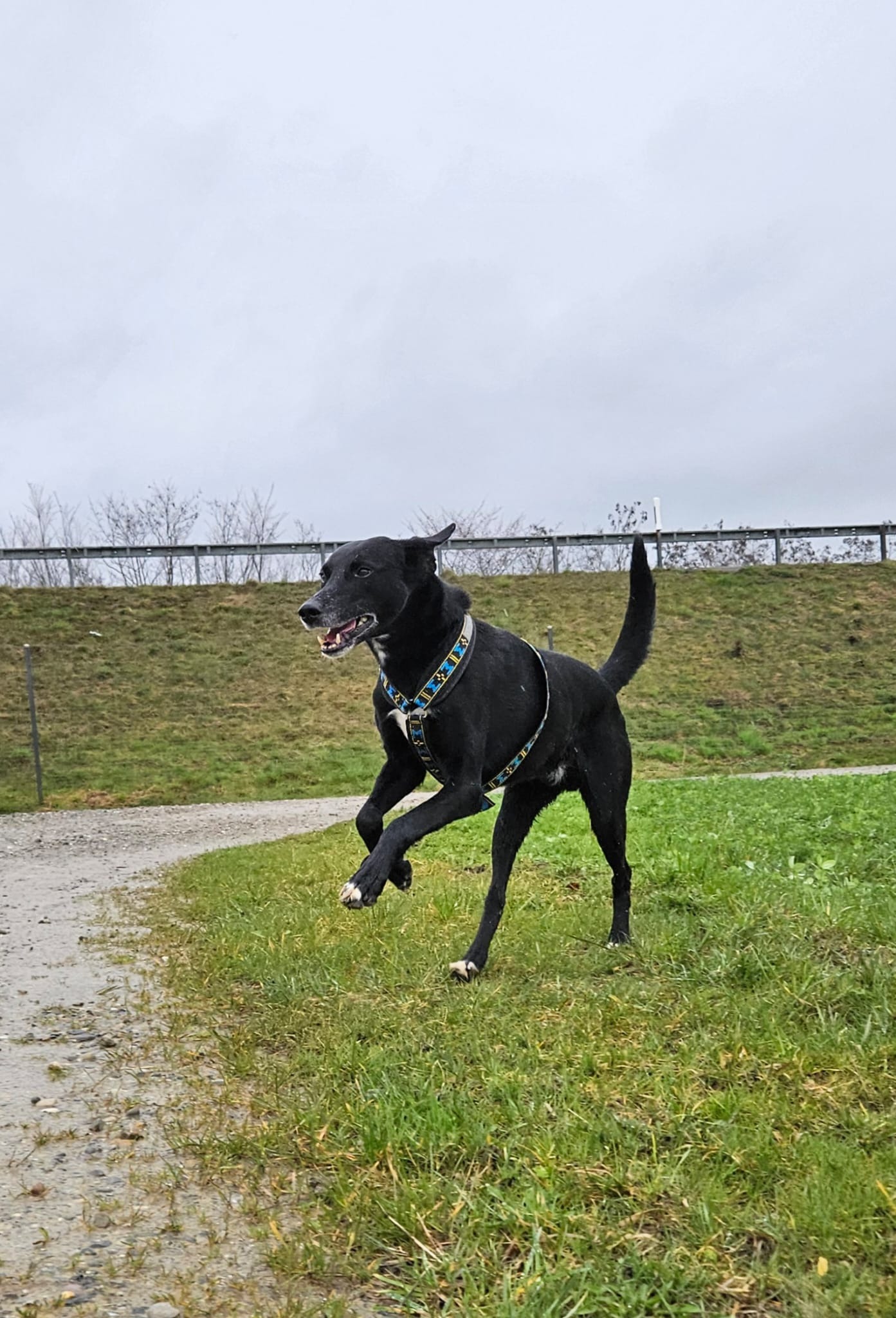 Hilfe bei nicht enden wollenden Tierarztkosten für 4 Hunde campaign photo, 4 of 6
