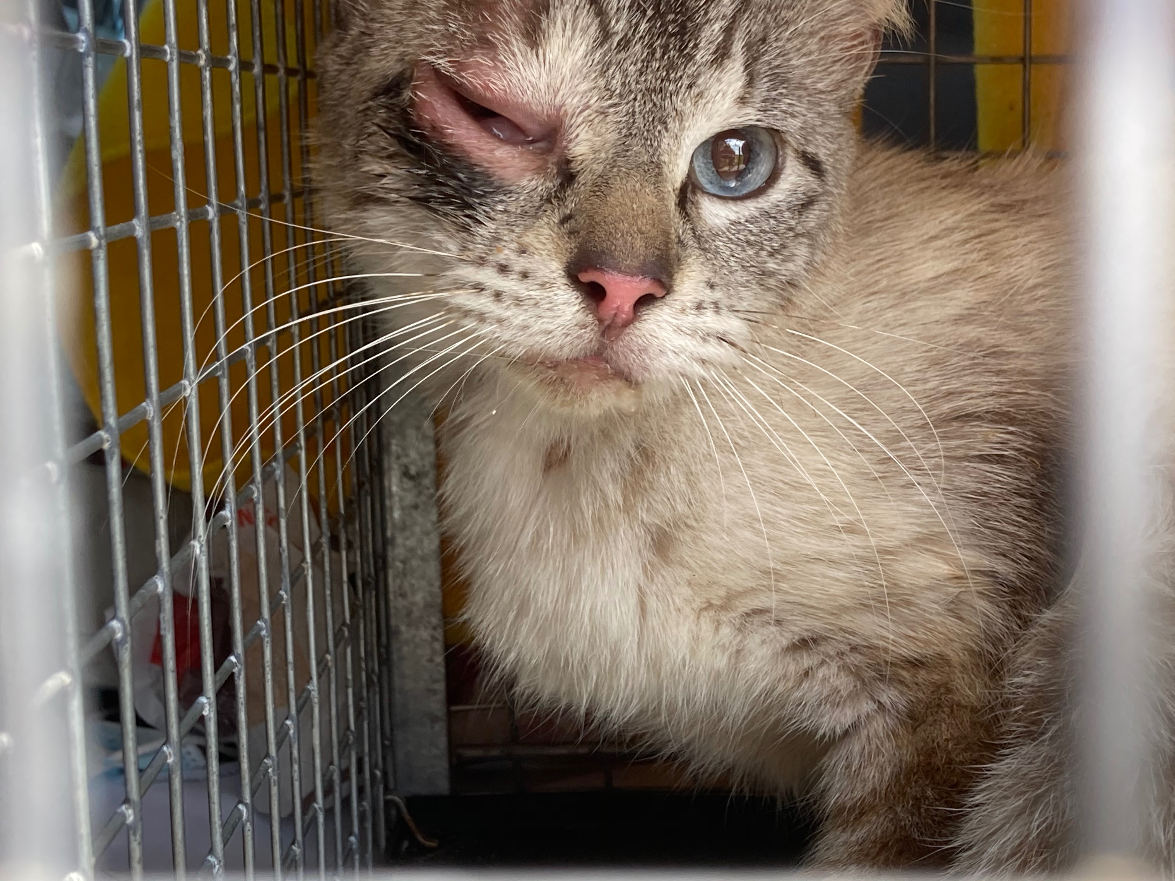 Support Catrina in continuing life saving TNR campaign photo, 7 of 8