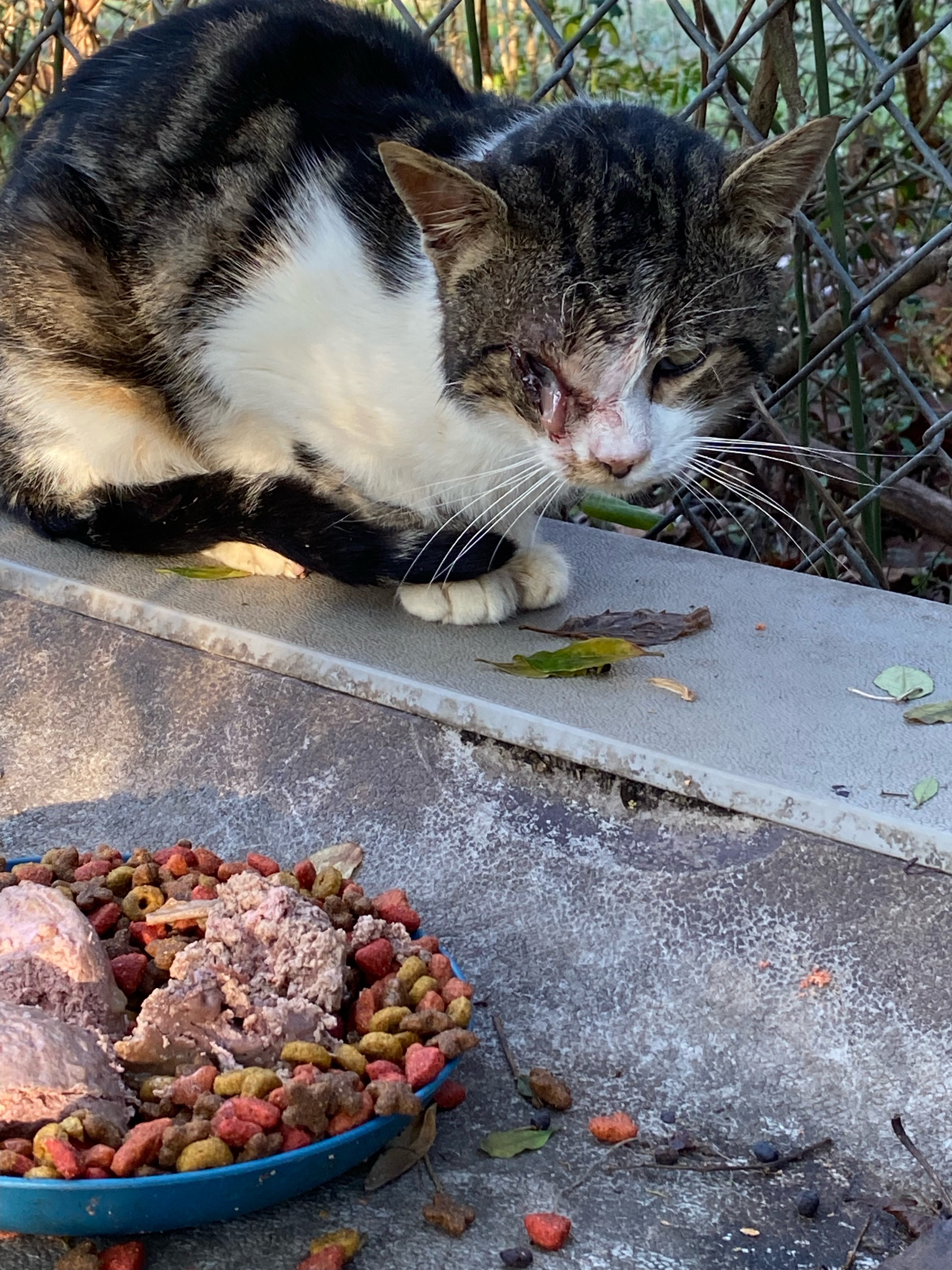 Support Catrina in continuing life saving TNR campaign photo, 2 of 8