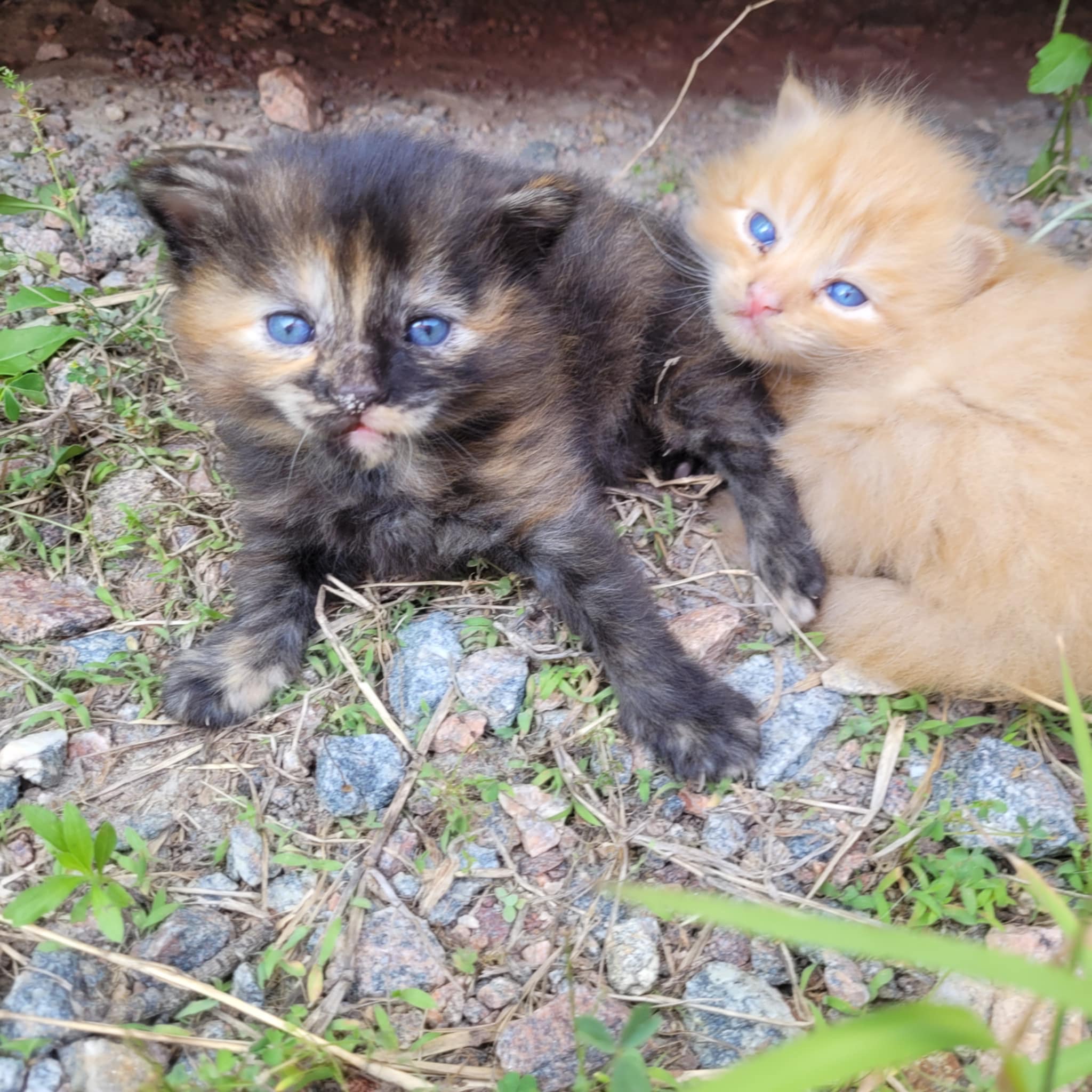 Support Catrina in continuing life saving TNR campaign photo, 5 of 8