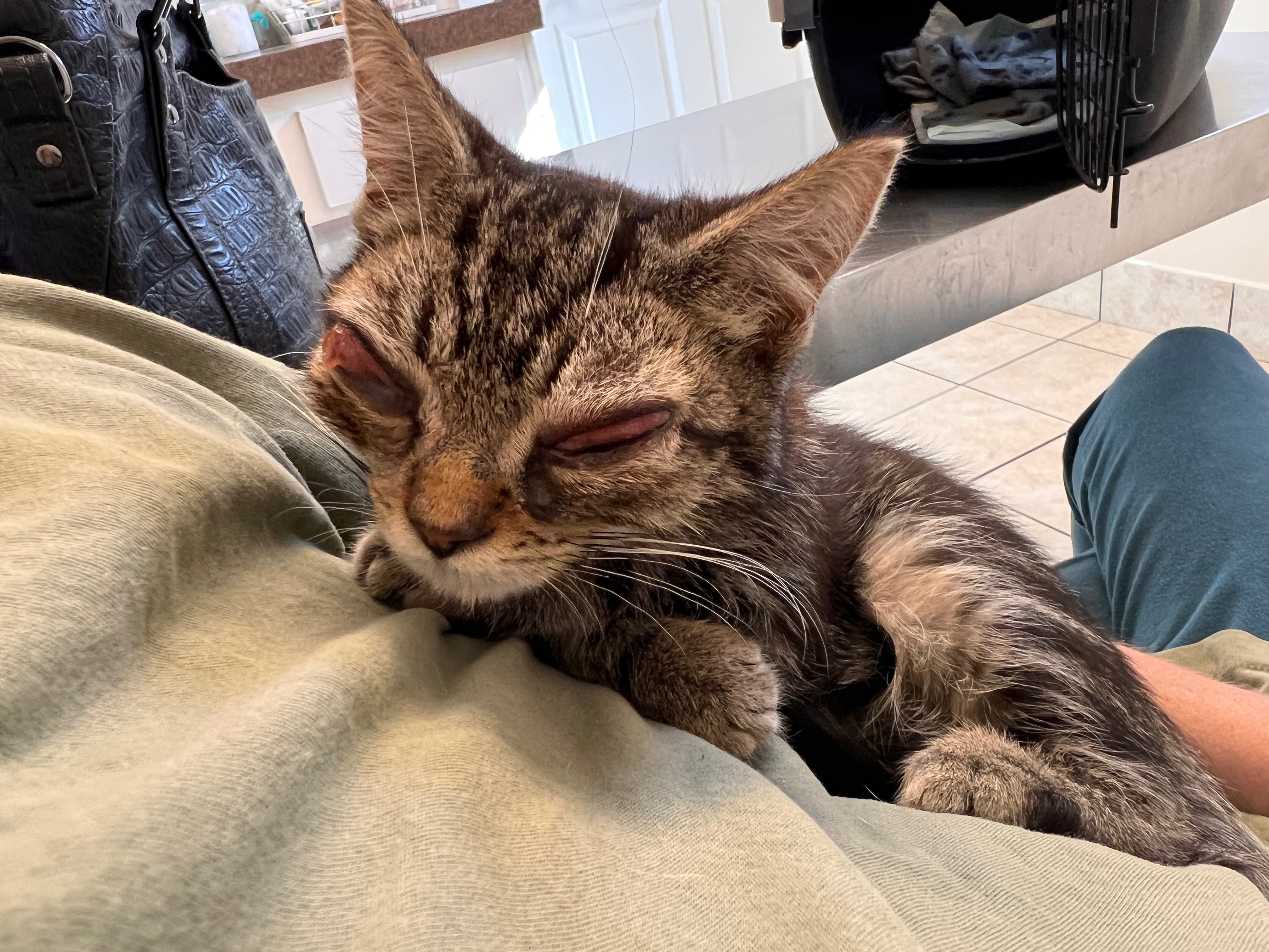 Support Catrina in continuing life saving TNR campaign photo, 6 of 8