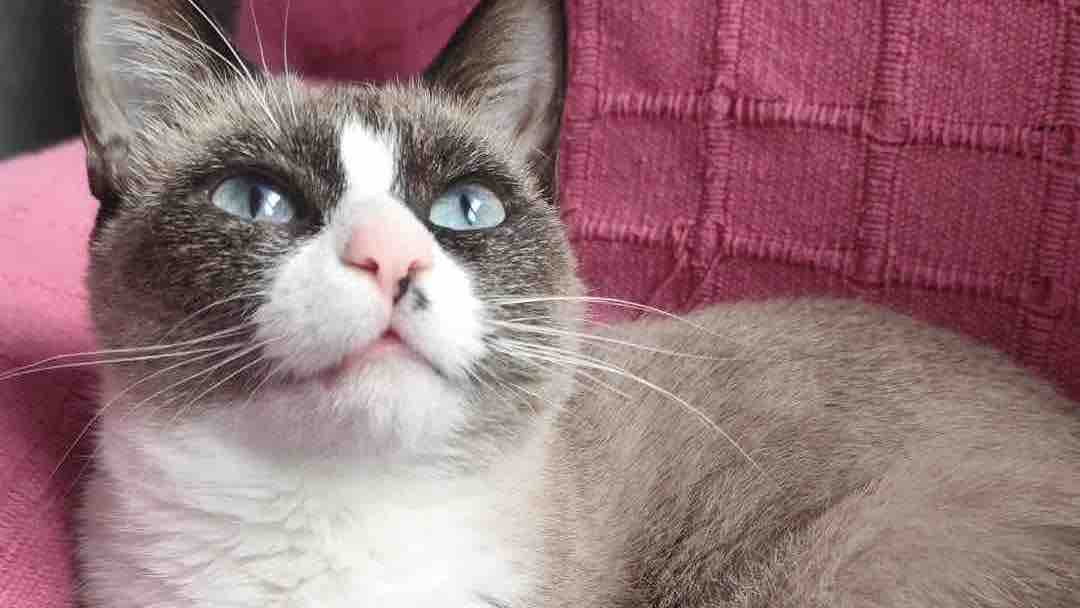 Soy mamá de Perlita una gatita bebé luchadora  photo