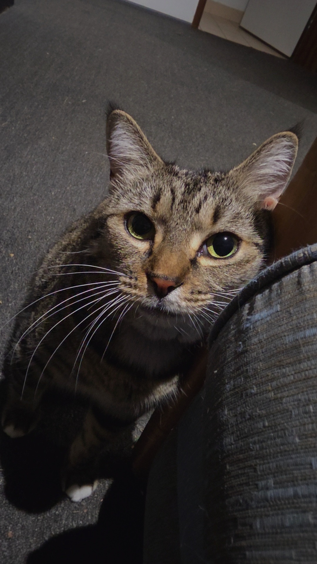 Pablo Needs Urgent Emergency Surgery! campaign photo, 4 of 8