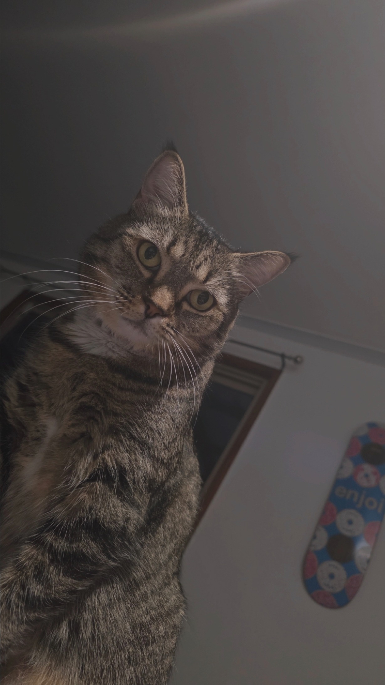 Pablo Needs Urgent Emergency Surgery! campaign photo, 5 of 8