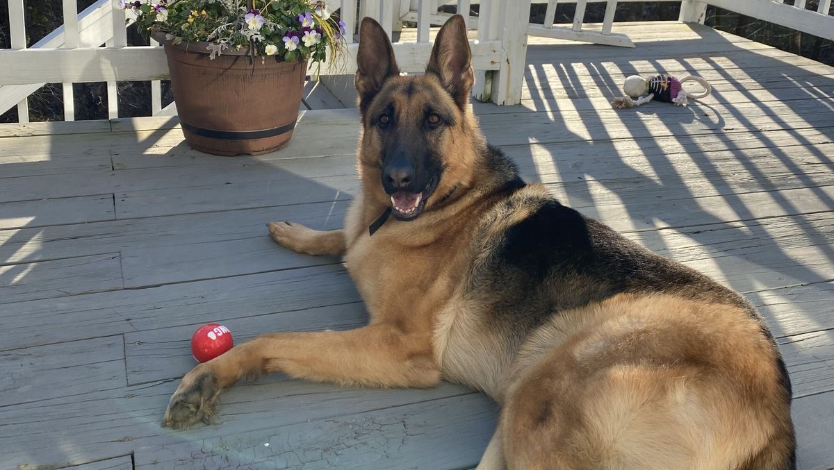 Help Bentley Survive Severe Seizures-Urgent Neurological C photo