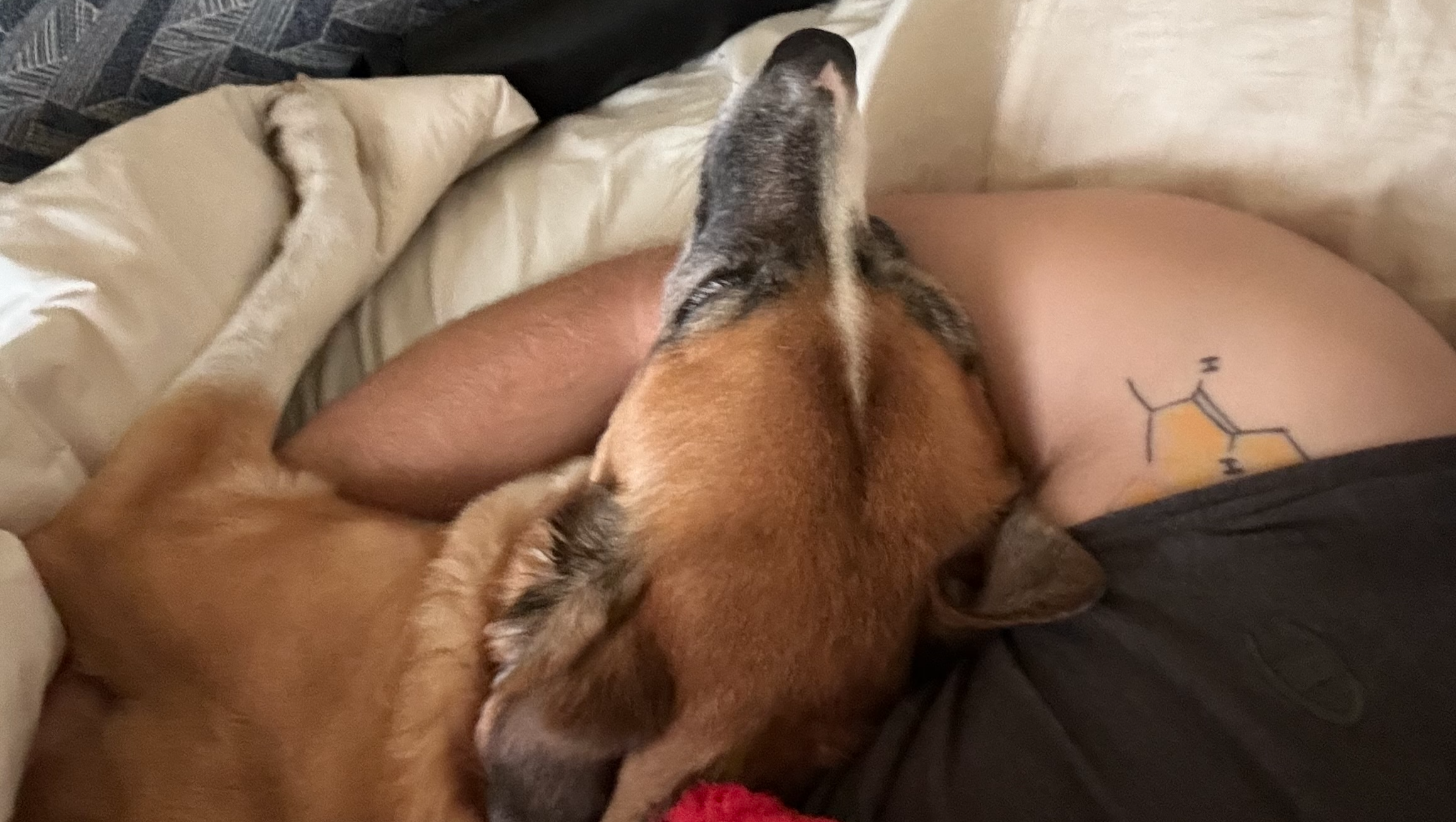 Help Cover Coconut's Emergency Vet Bills photo