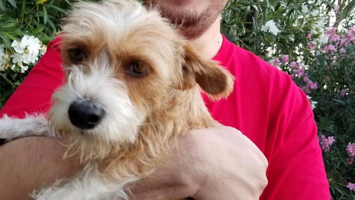 Help Sweetie Beat Mammary Cancer and Stay With Our Family photo