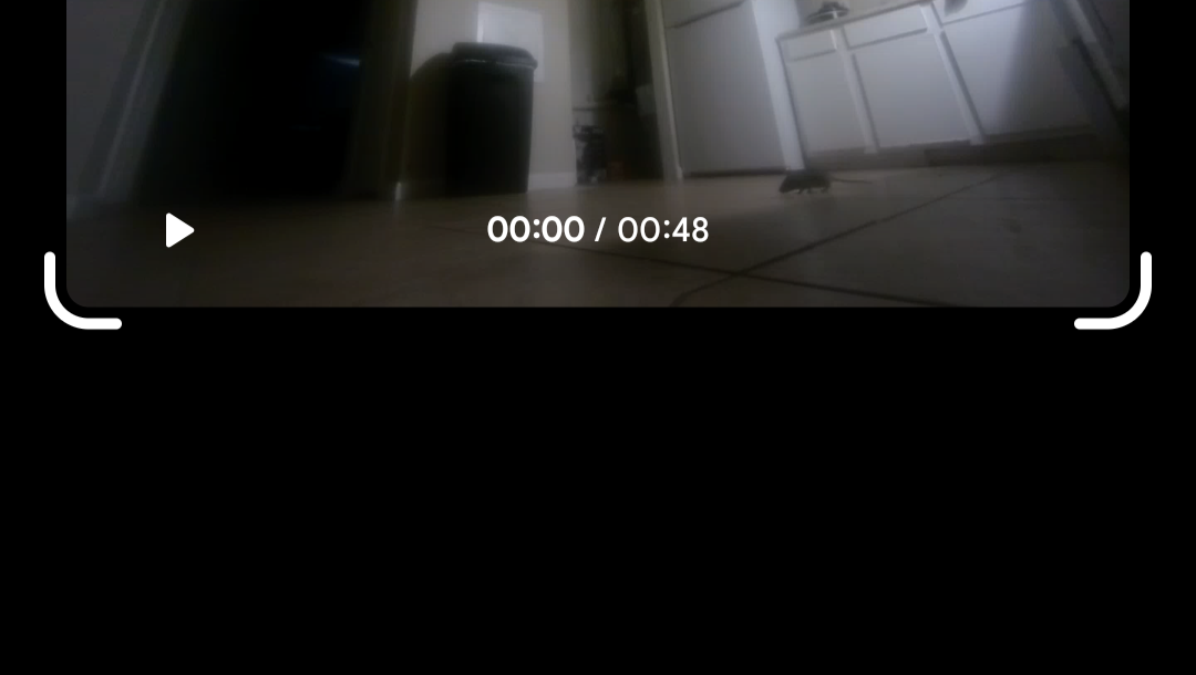 Help Us Find a Safe Home After Infestation- photo