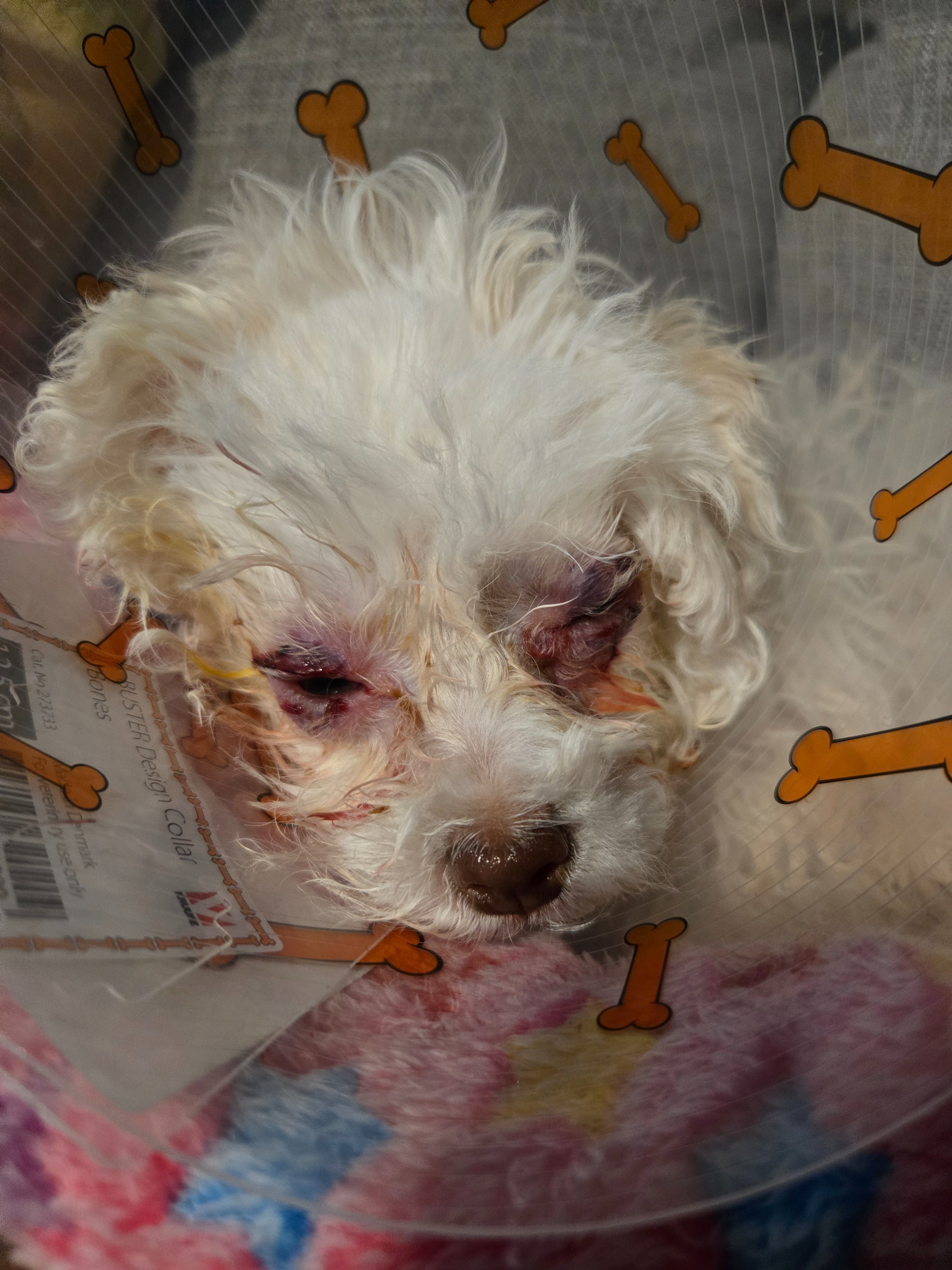 Help Support Our Puppy Luffy campaign photo, 7 of 8