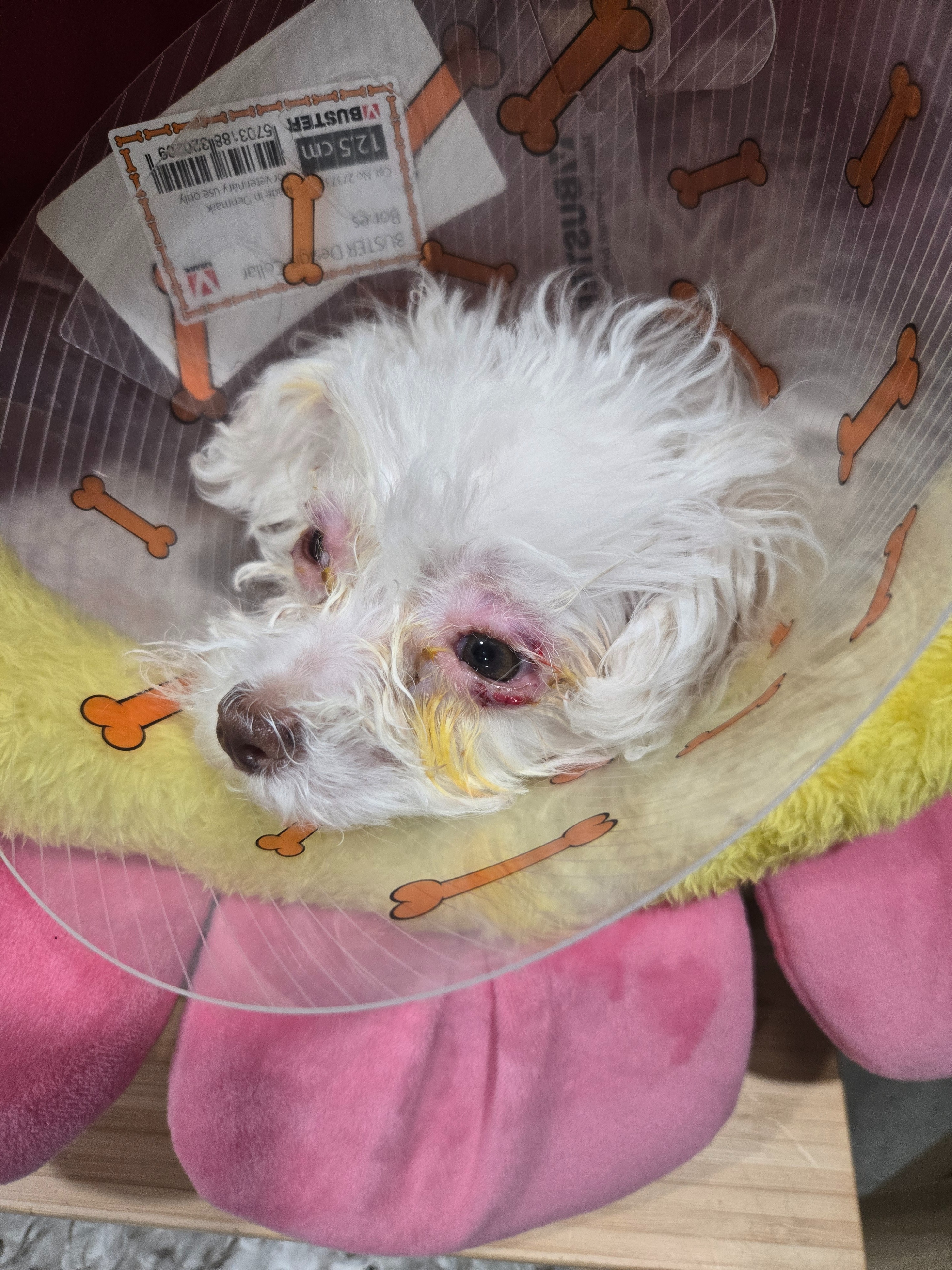Help Support Our Puppy Luffy campaign photo, 2 of 8