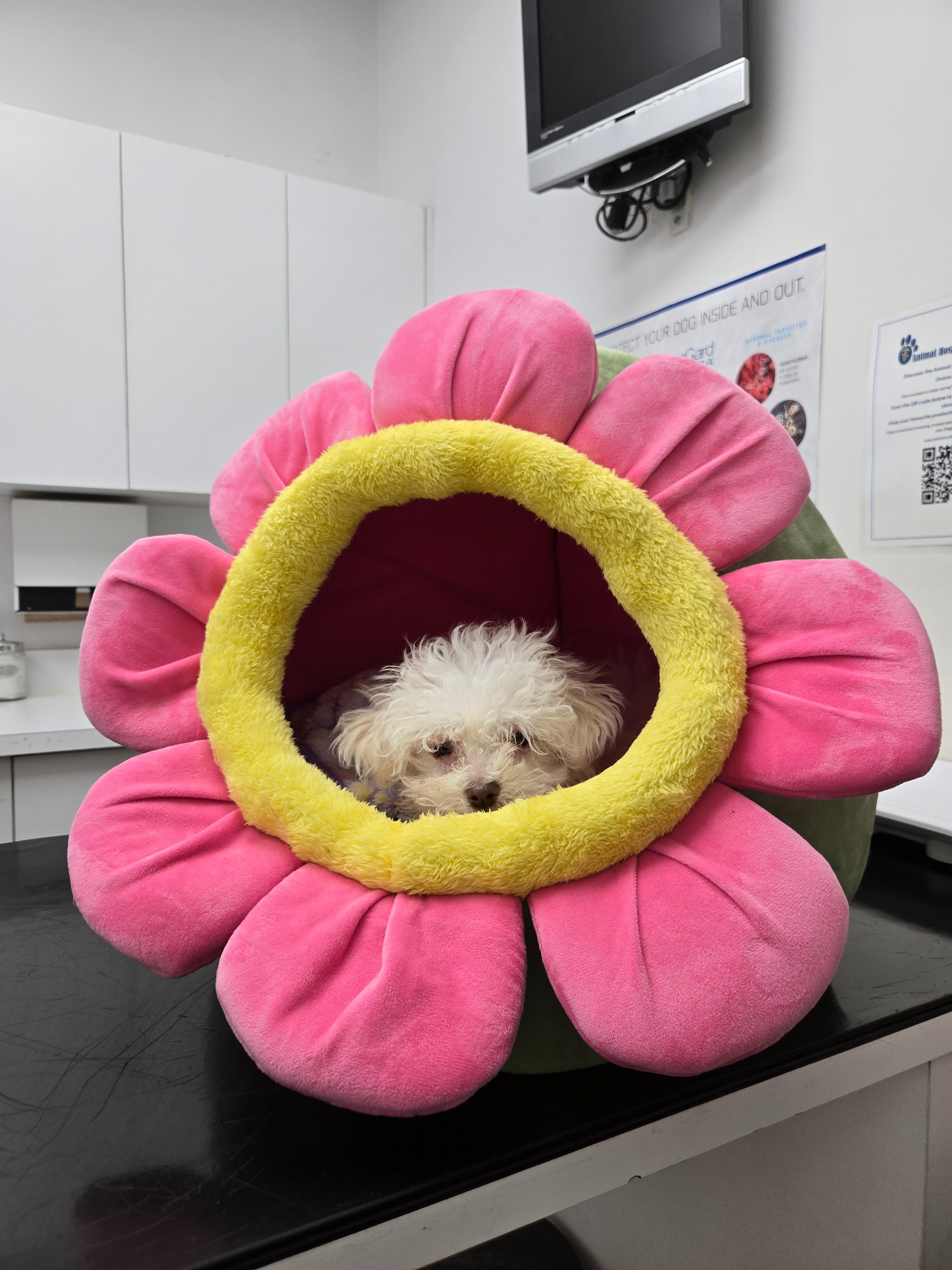 Help Support Our Puppy Luffy campaign photo, 4 of 8