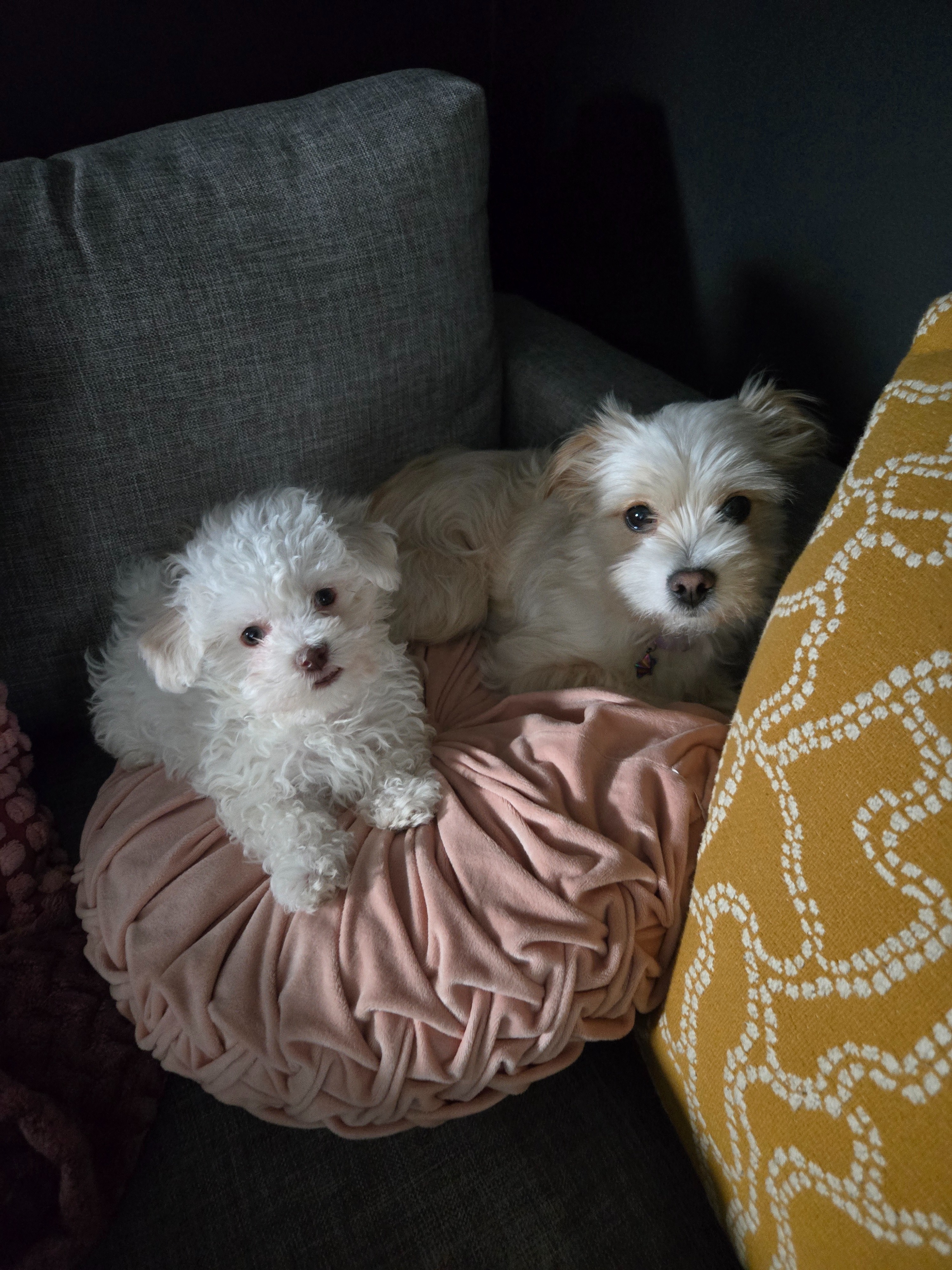 Help Support Our Puppy Luffy campaign photo, 5 of 8
