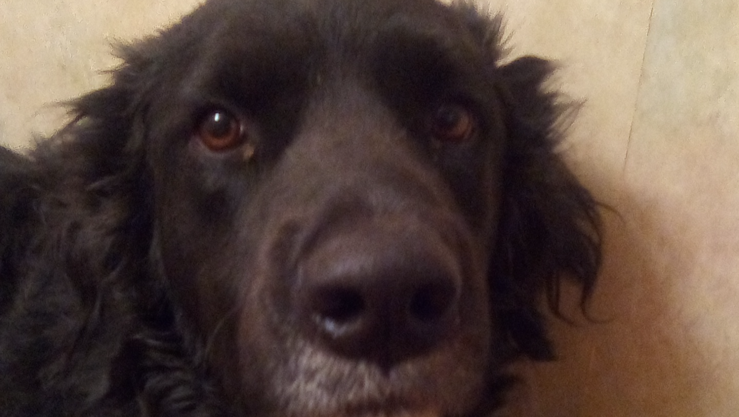 Support Tex’s Journey to a Pain-Free Life photo