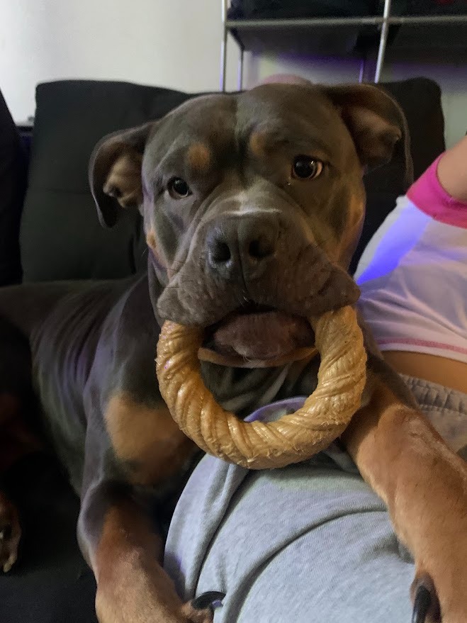 Please Help Me With Luna's Lifesaving Surgery campaign photo, 7 of 8