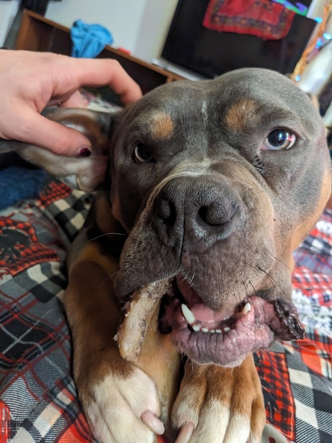 Please Help Me With Luna's Lifesaving Surgery campaign photo, 5 of 8
