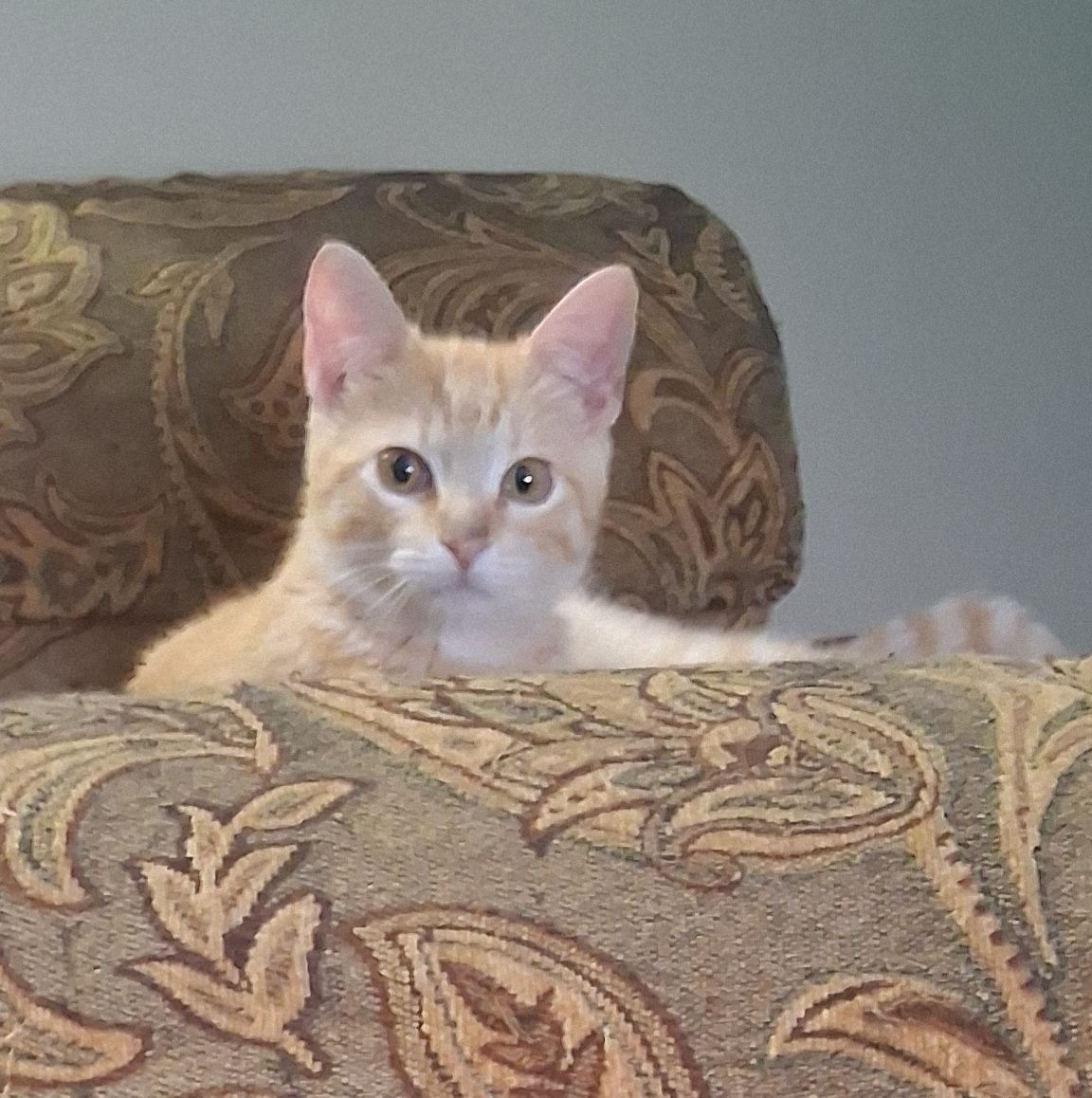 Help Sonny Get Life-Changing Surgery campaign photo, 5 of 6