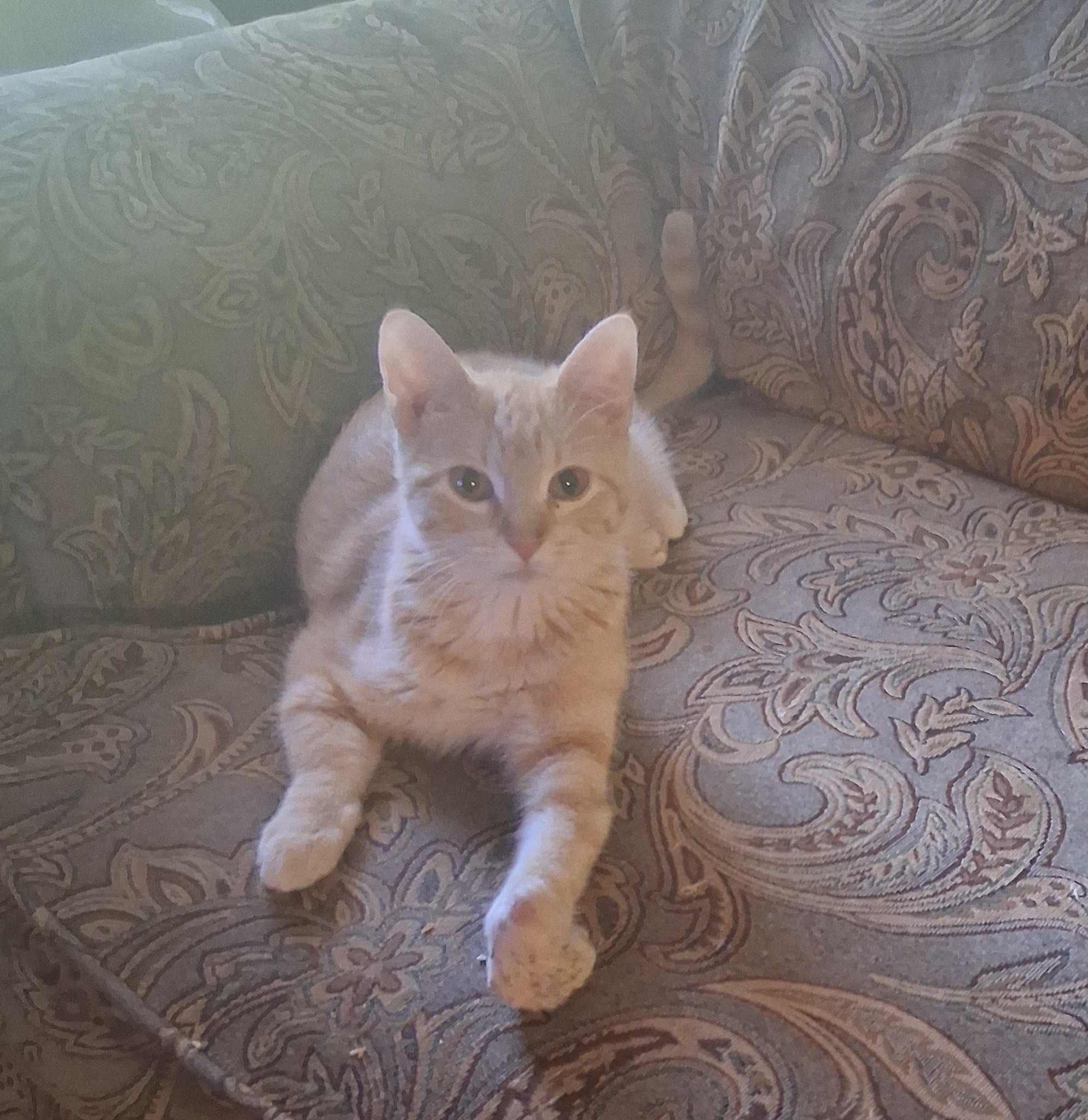 Help Sonny Get Life-Changing Surgery campaign photo, 4 of 6