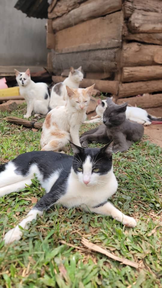 Emergency Food for Starving Animals in Uganda campaign photo, 5 of 8