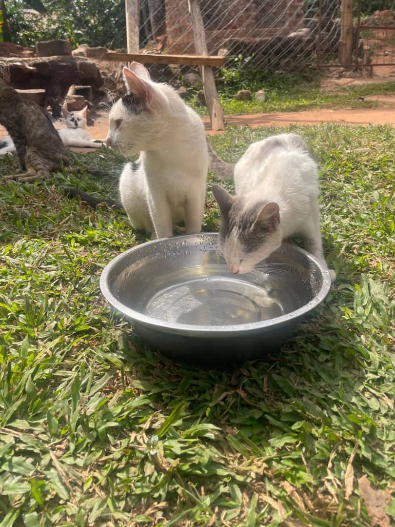 Emergency Food for Starving Animals in Uganda campaign photo, 6 of 8