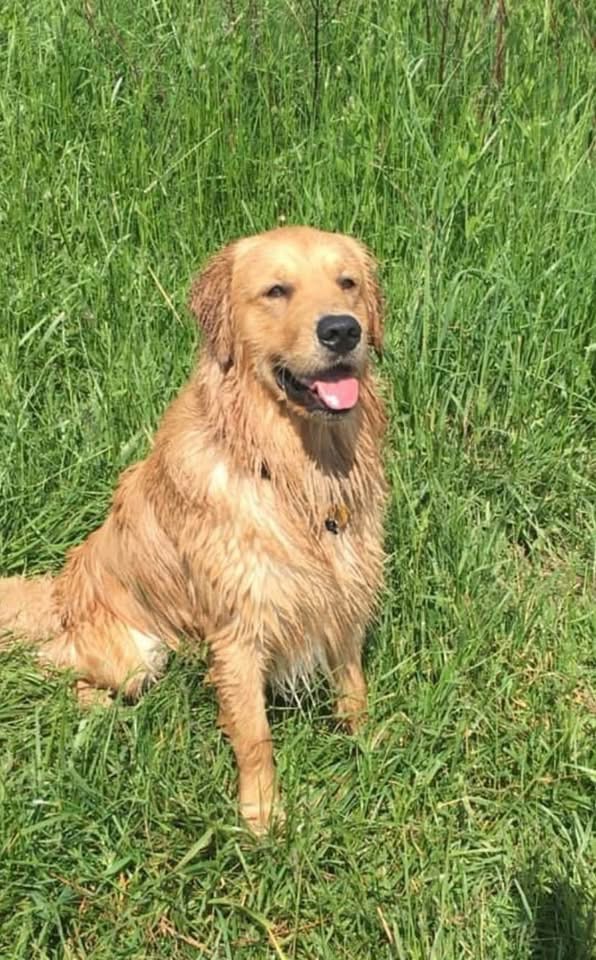 Help Save Jake with Urgent Surgery campaign photo, 6 of 8