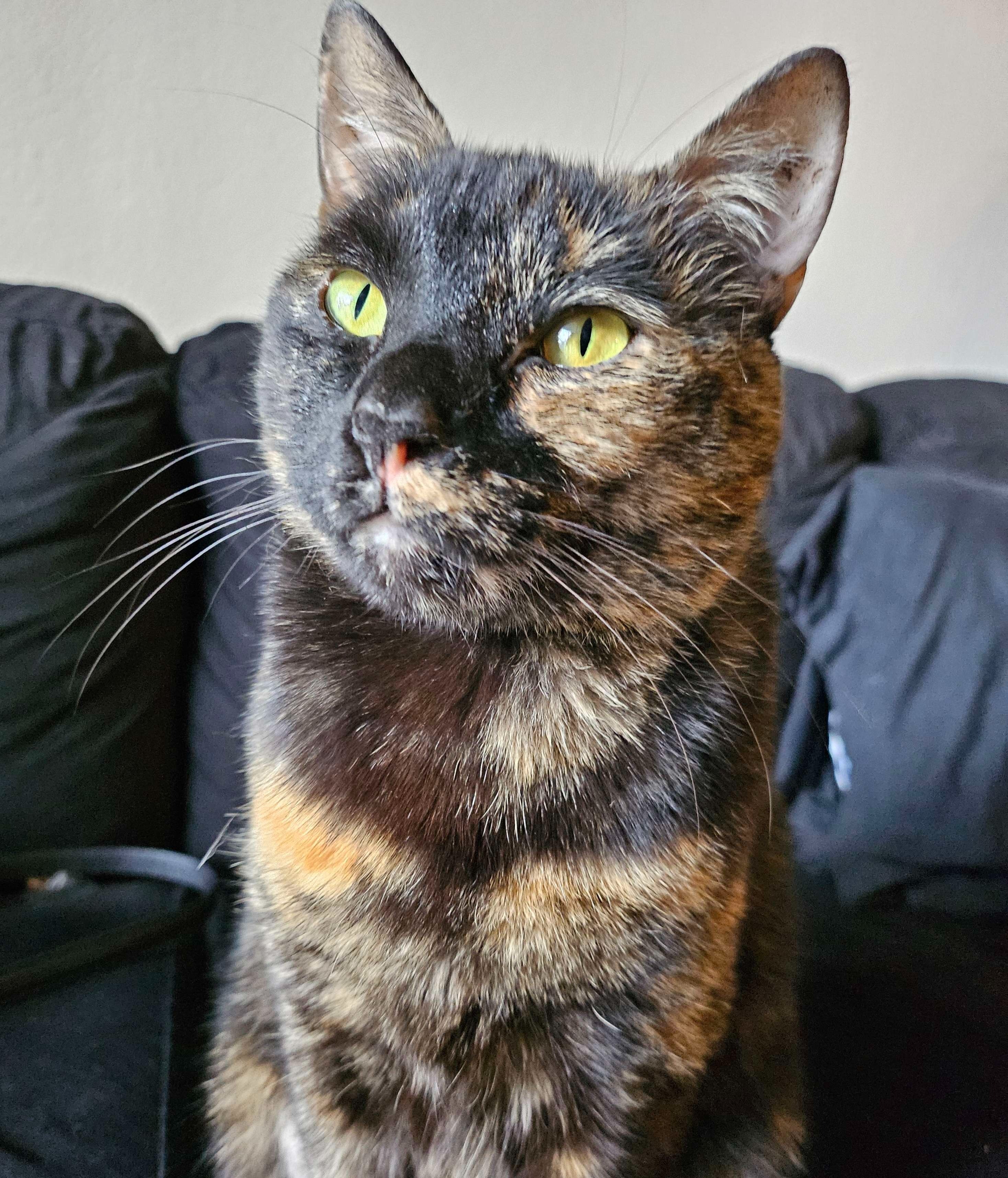 Espurr's Leg Amputation and Vet Bills campaign photo, 2 of 7