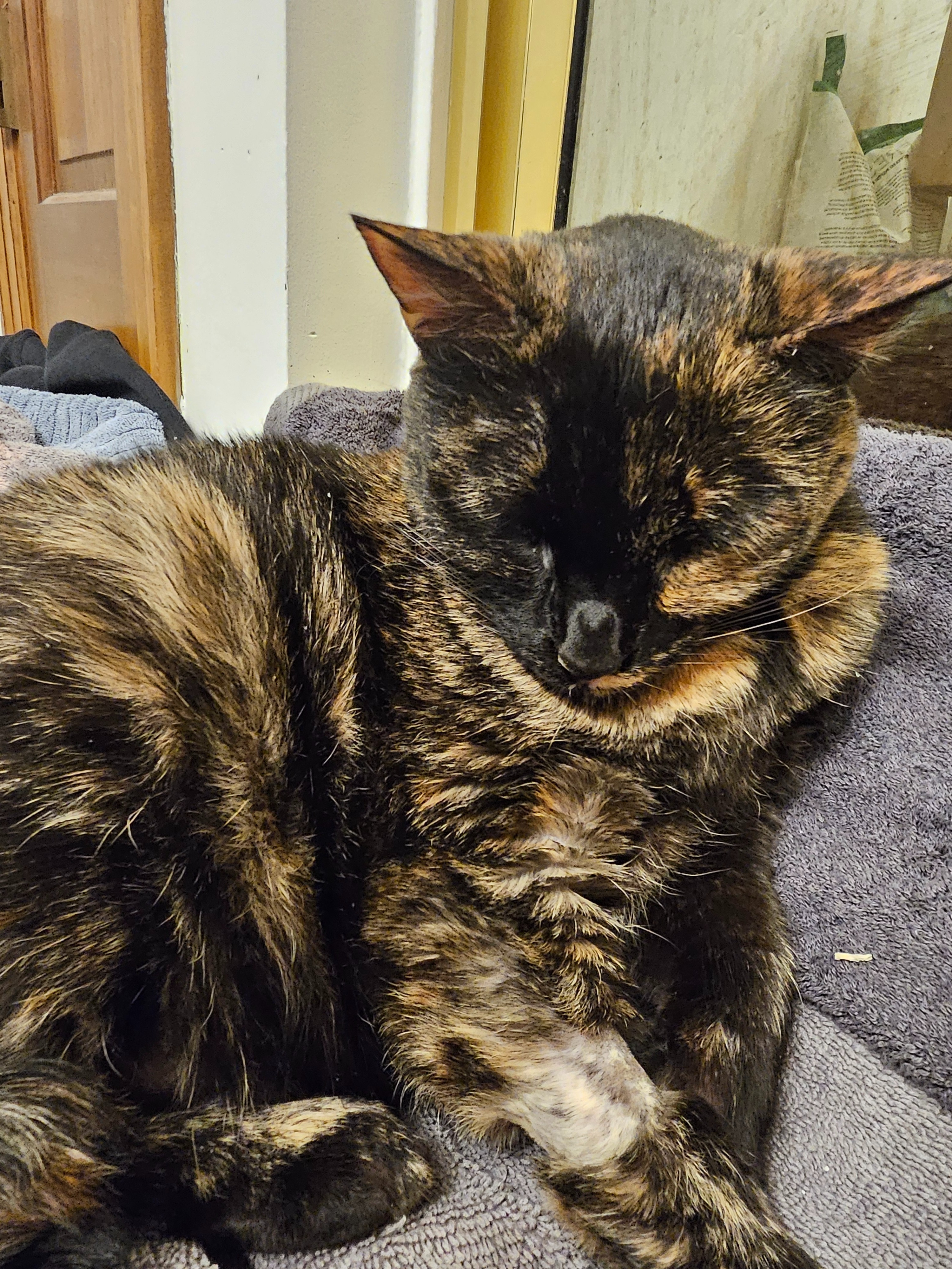 Espurr's Leg Amputation and Vet Bills campaign photo, 4 of 7