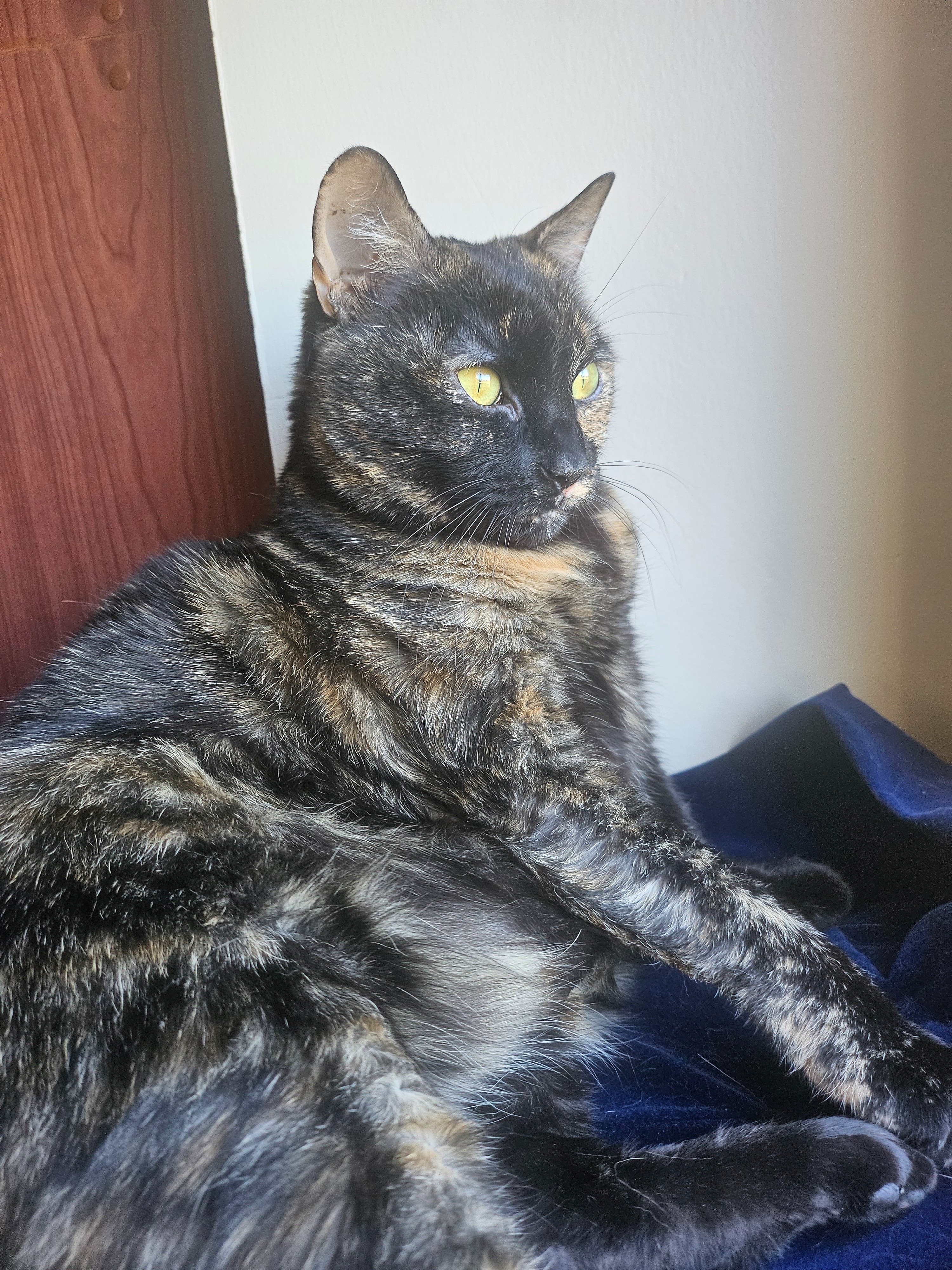 Espurr's Leg Amputation and Vet Bills campaign photo, 5 of 7