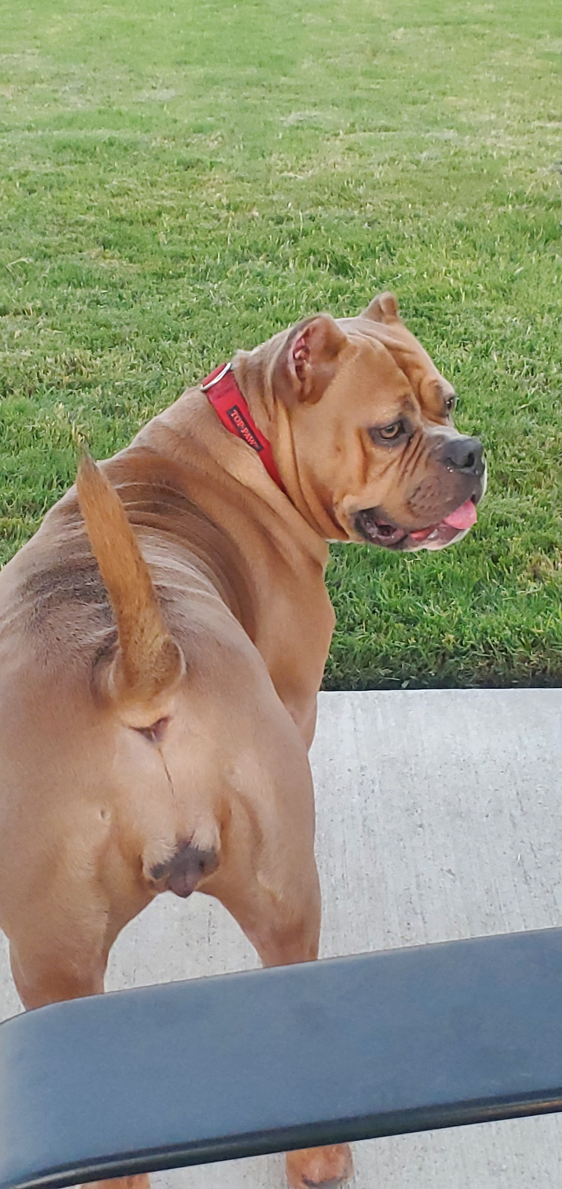Help Blaze Get Big Bladder Stones Surgery campaign photo, 7 of 8