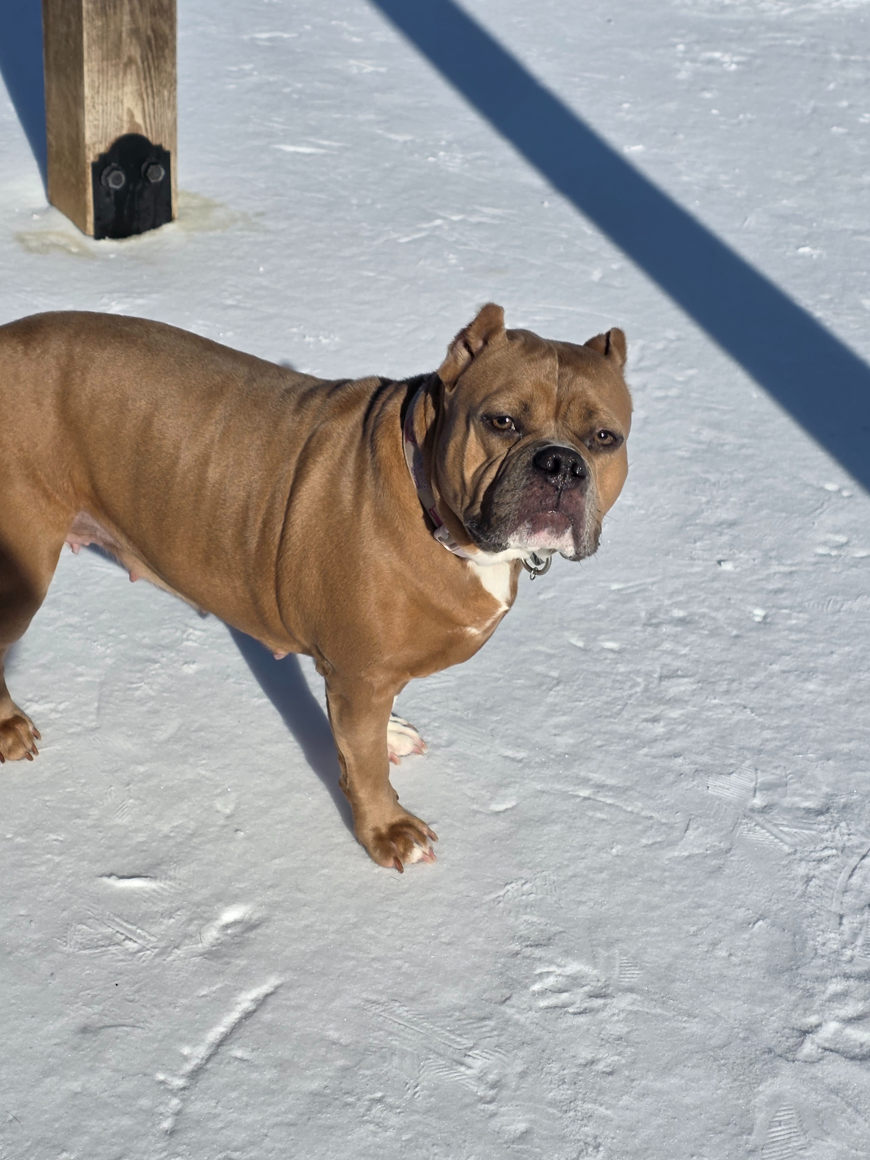 Help Blaze Get Big Bladder Stones Surgery campaign photo, 2 of 8