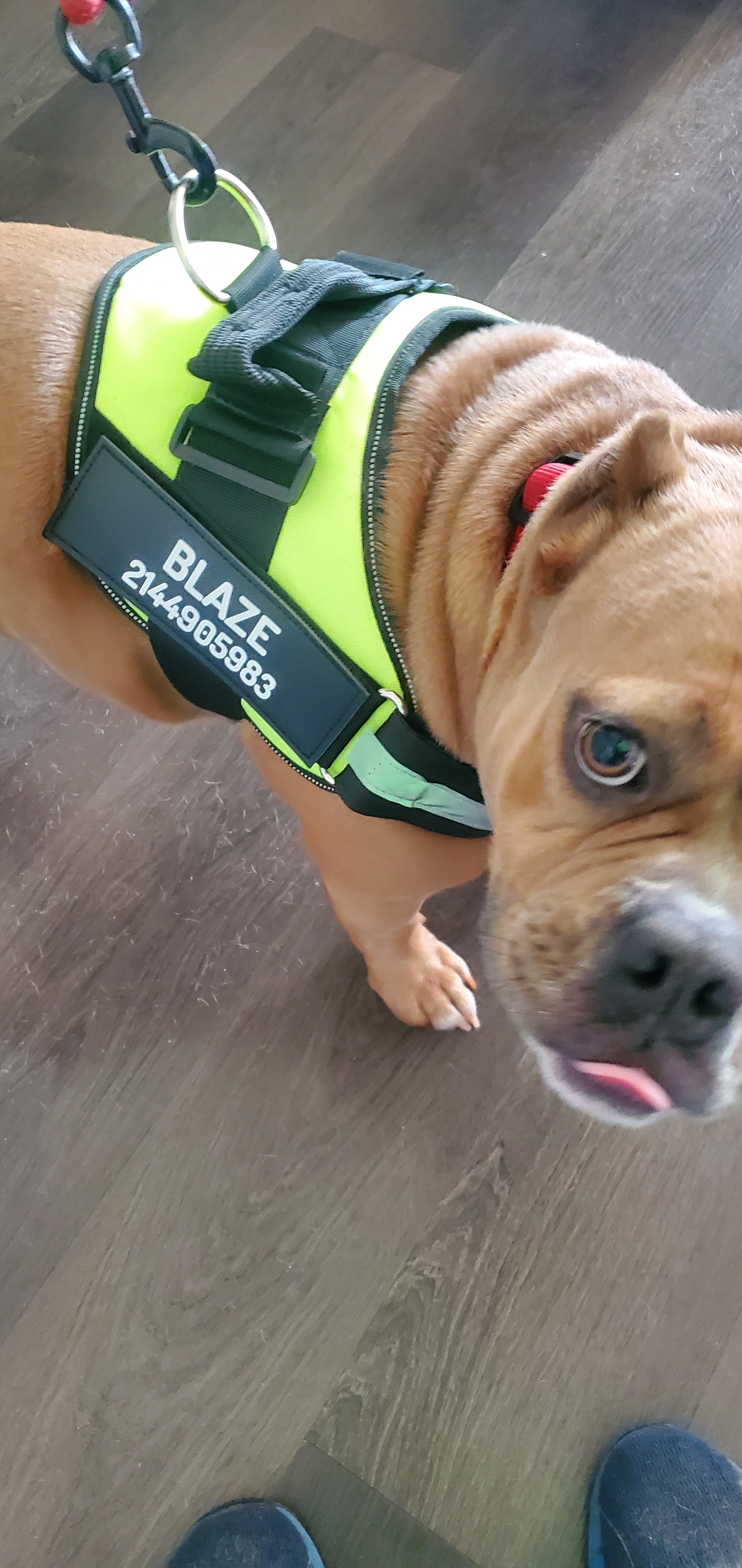 Help Blaze Get Big Bladder Stones Surgery campaign photo, 4 of 8
